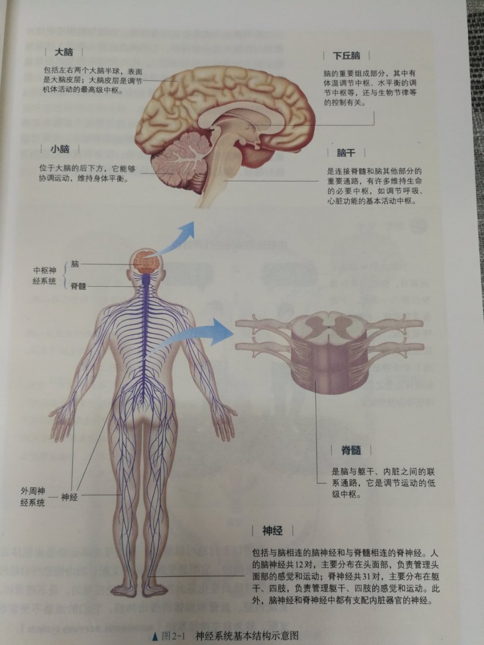 神经系统结构图