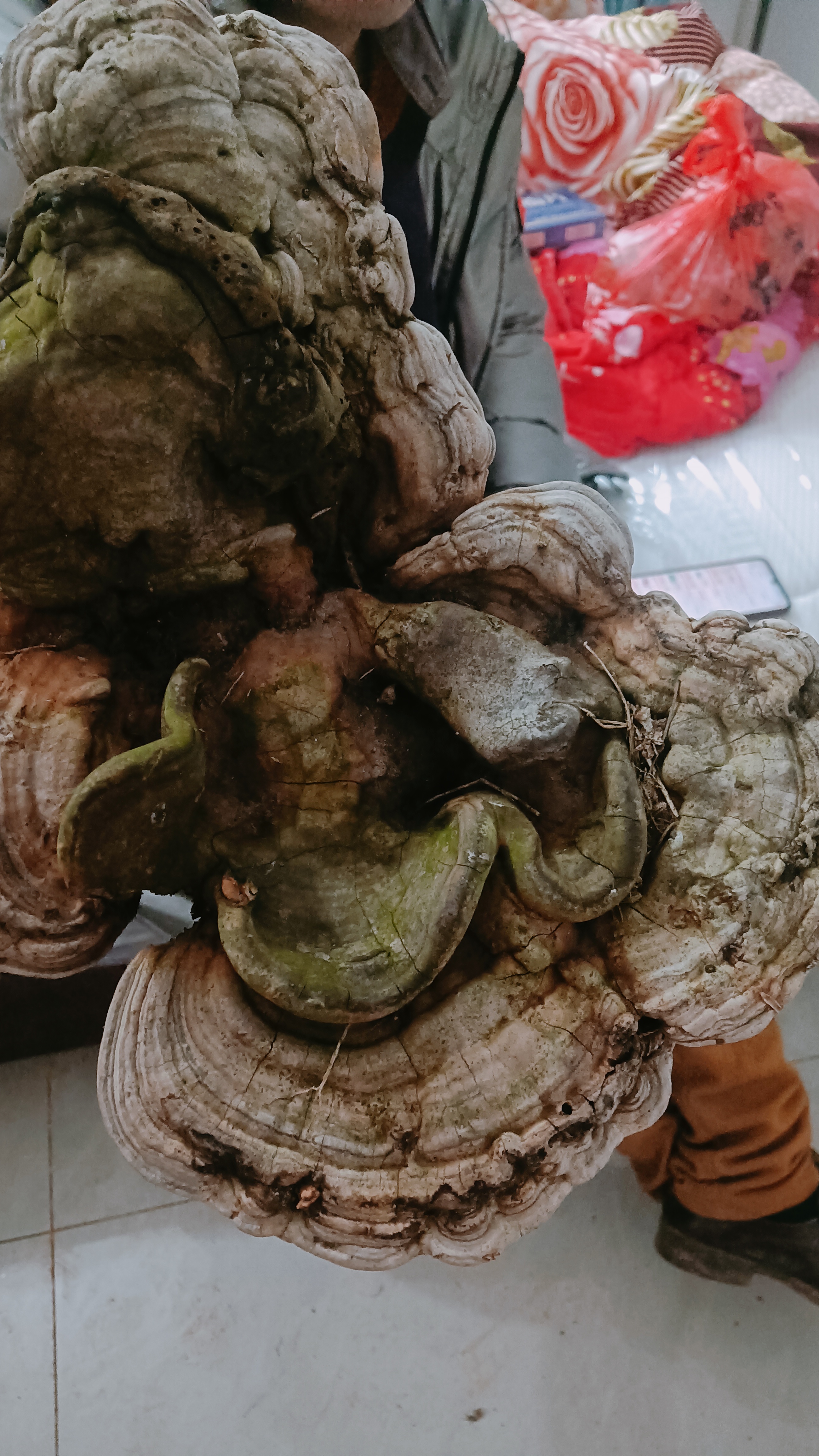 灵芝菜图片芦阳芝图片茵阳芝图片莲芝的长样直径二十厘米表面粗糙像