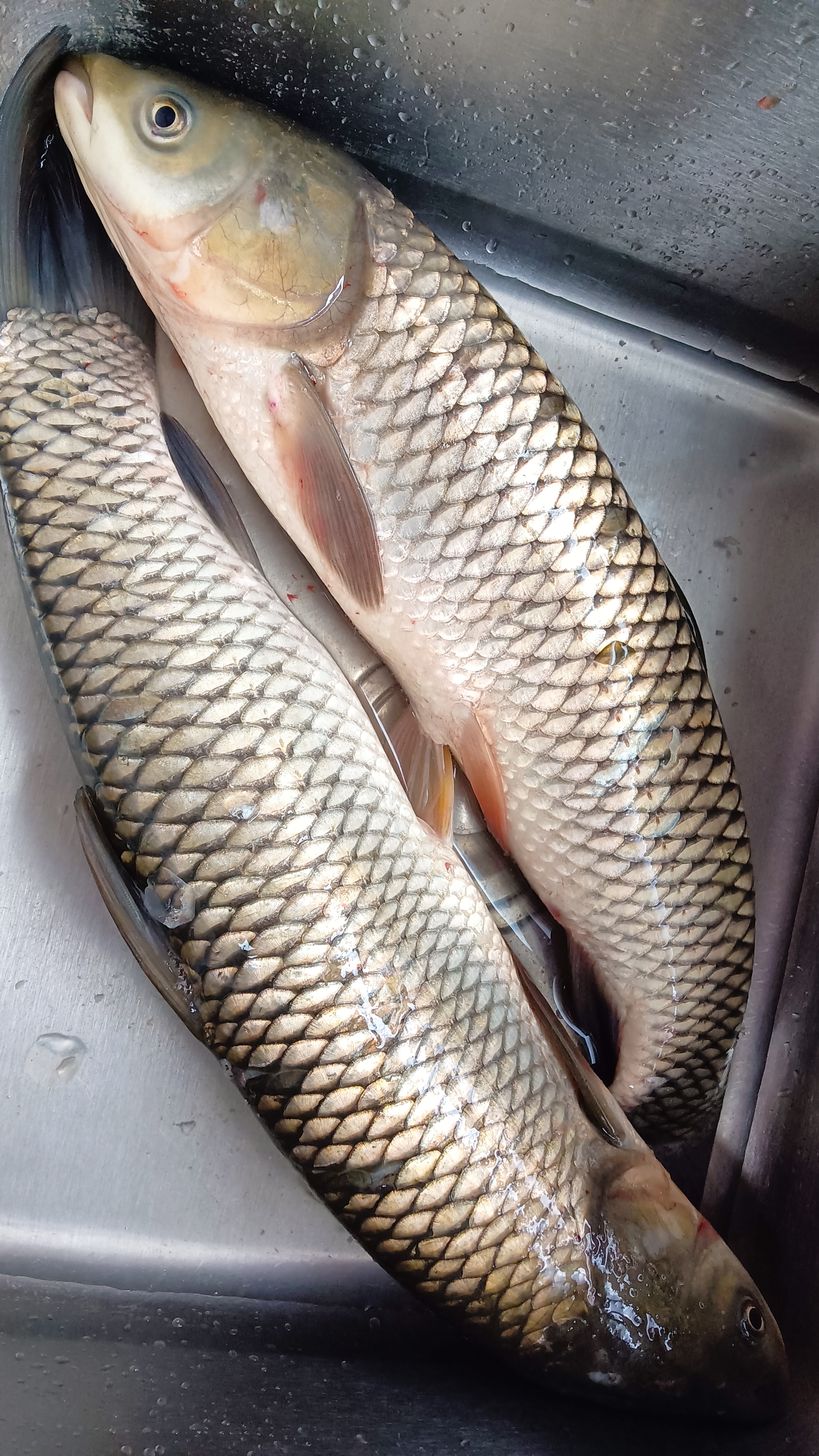 今天超市打特价 草鱼6.