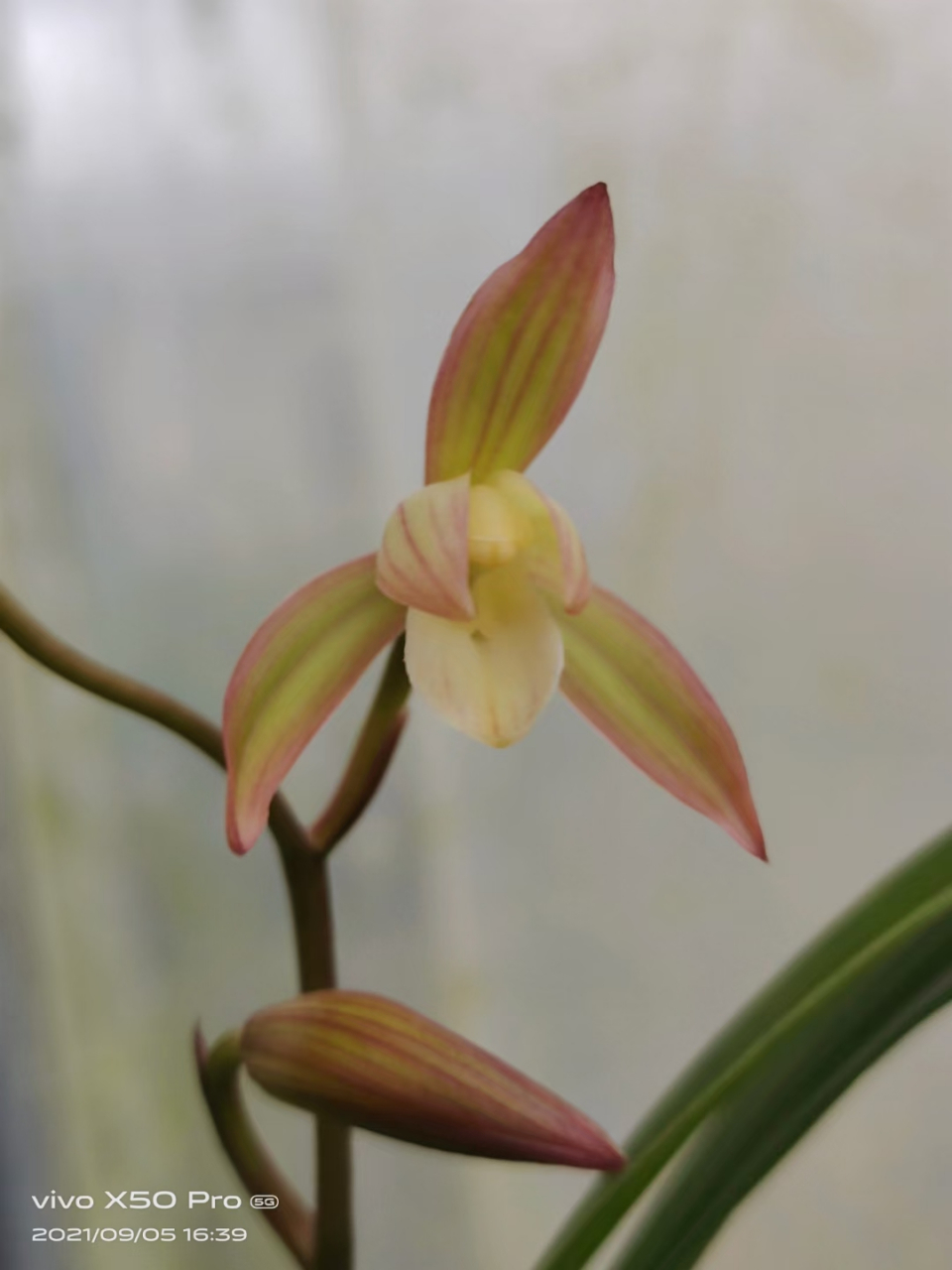 四季建兰名品色花之一(荷塘月色)绽放 名品色花之一(荷塘月色)本园