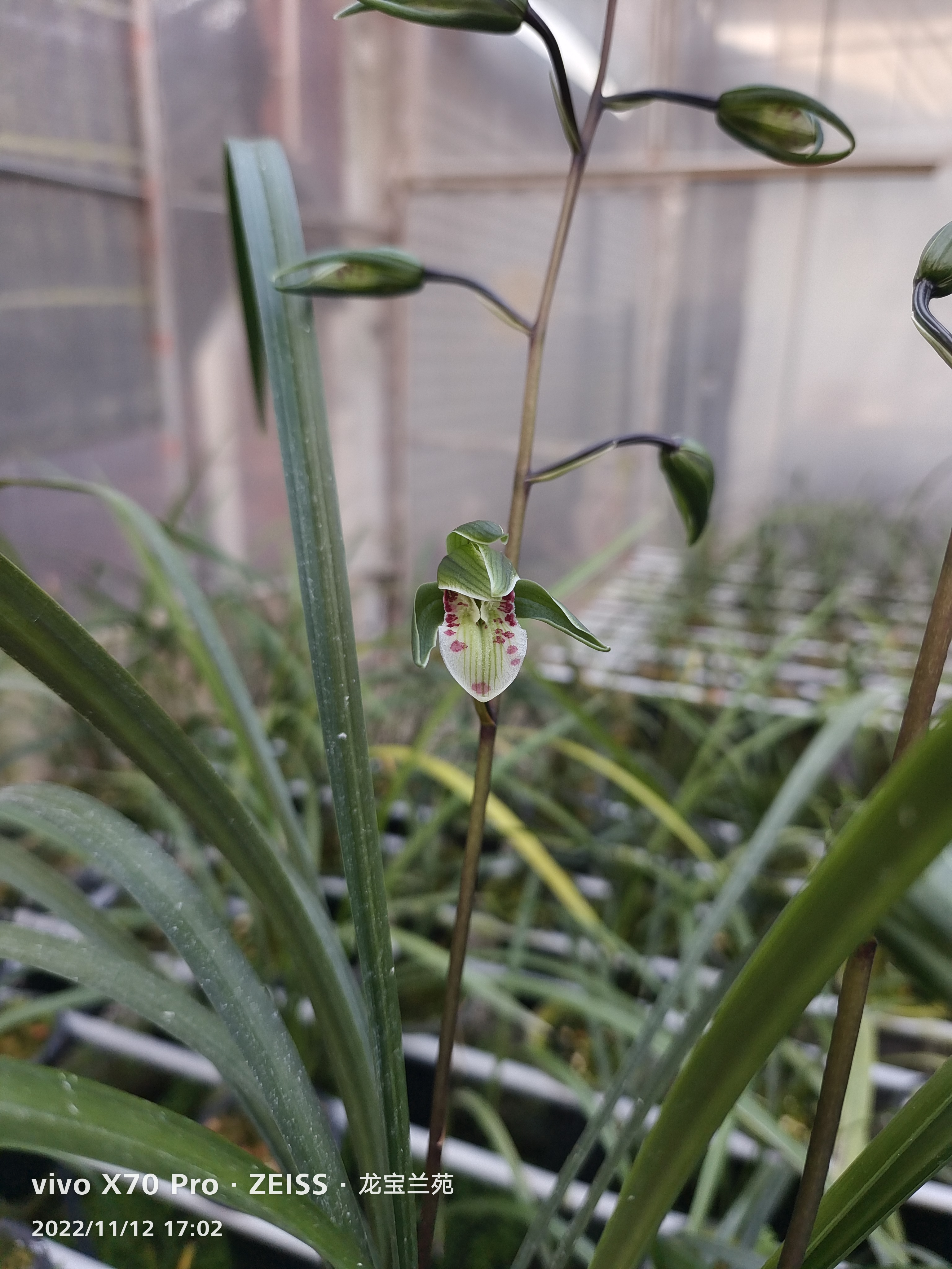 兰花绿植盆栽办公室高雅大气上档次寒兰大圆舌绽放