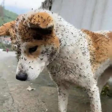 他养了一只狗狗名叫闹闹.这狗狗好可爱.