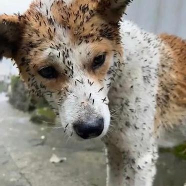 他养了一只狗狗名叫闹闹.这狗狗好可爱.