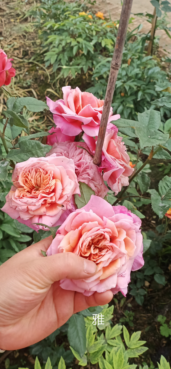 最多可以发9长图片