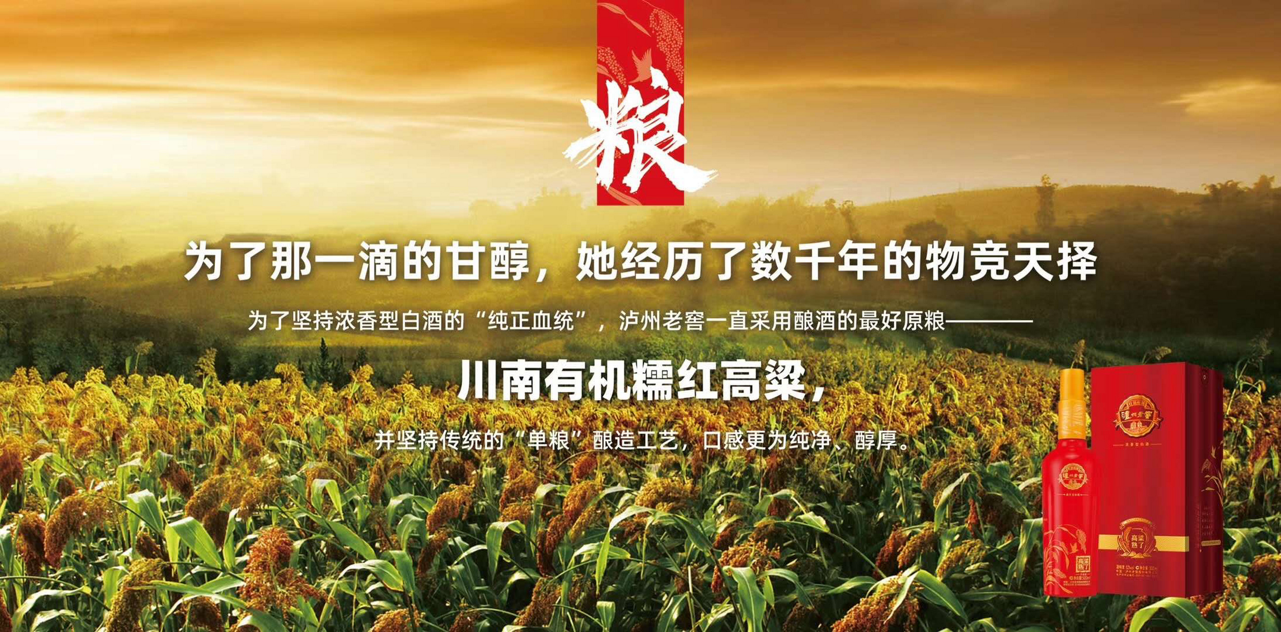 孔文松泸州老窖高粱熟了