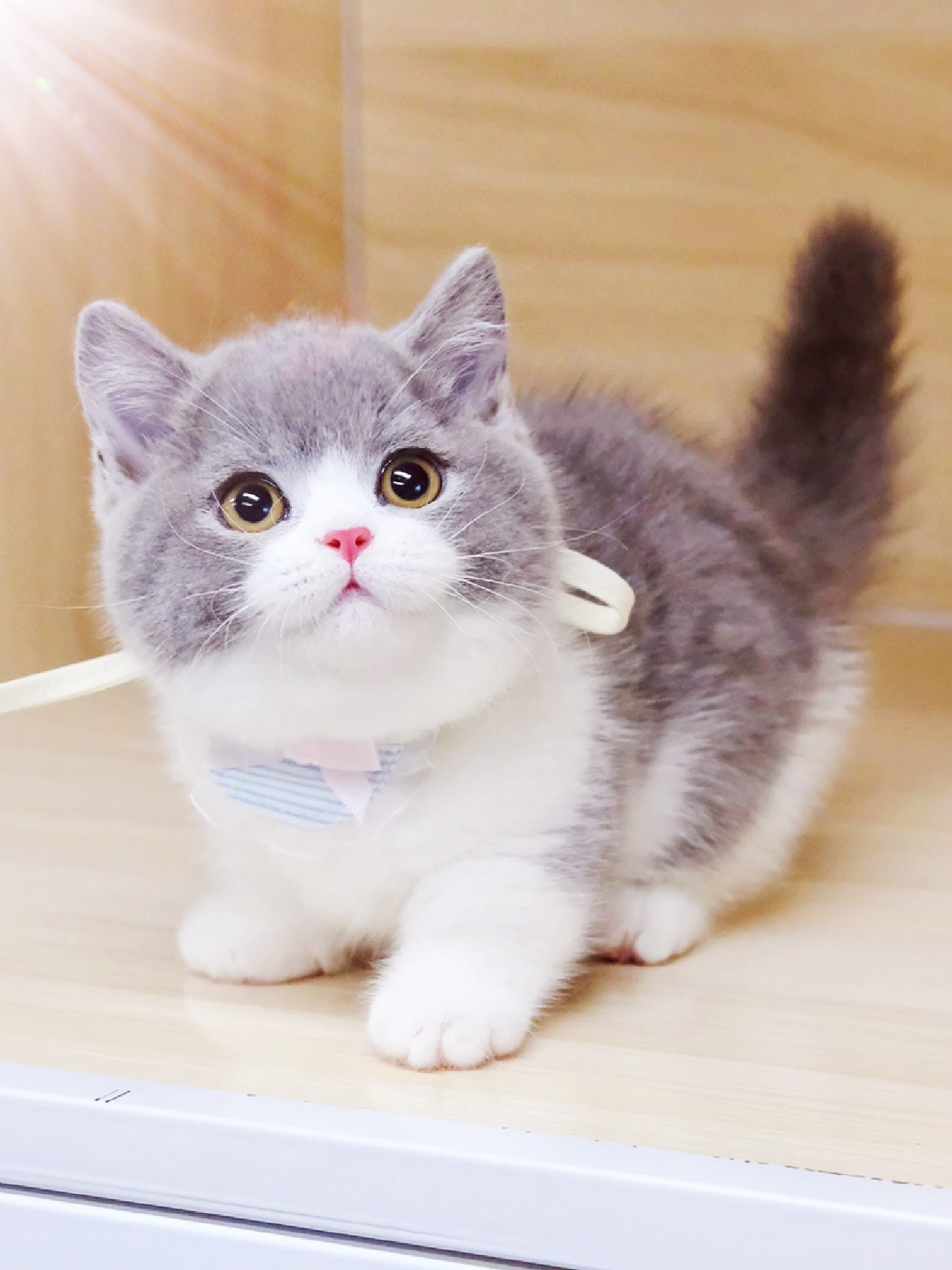 看看这只英国短毛猫,简直可爱到爆炸!