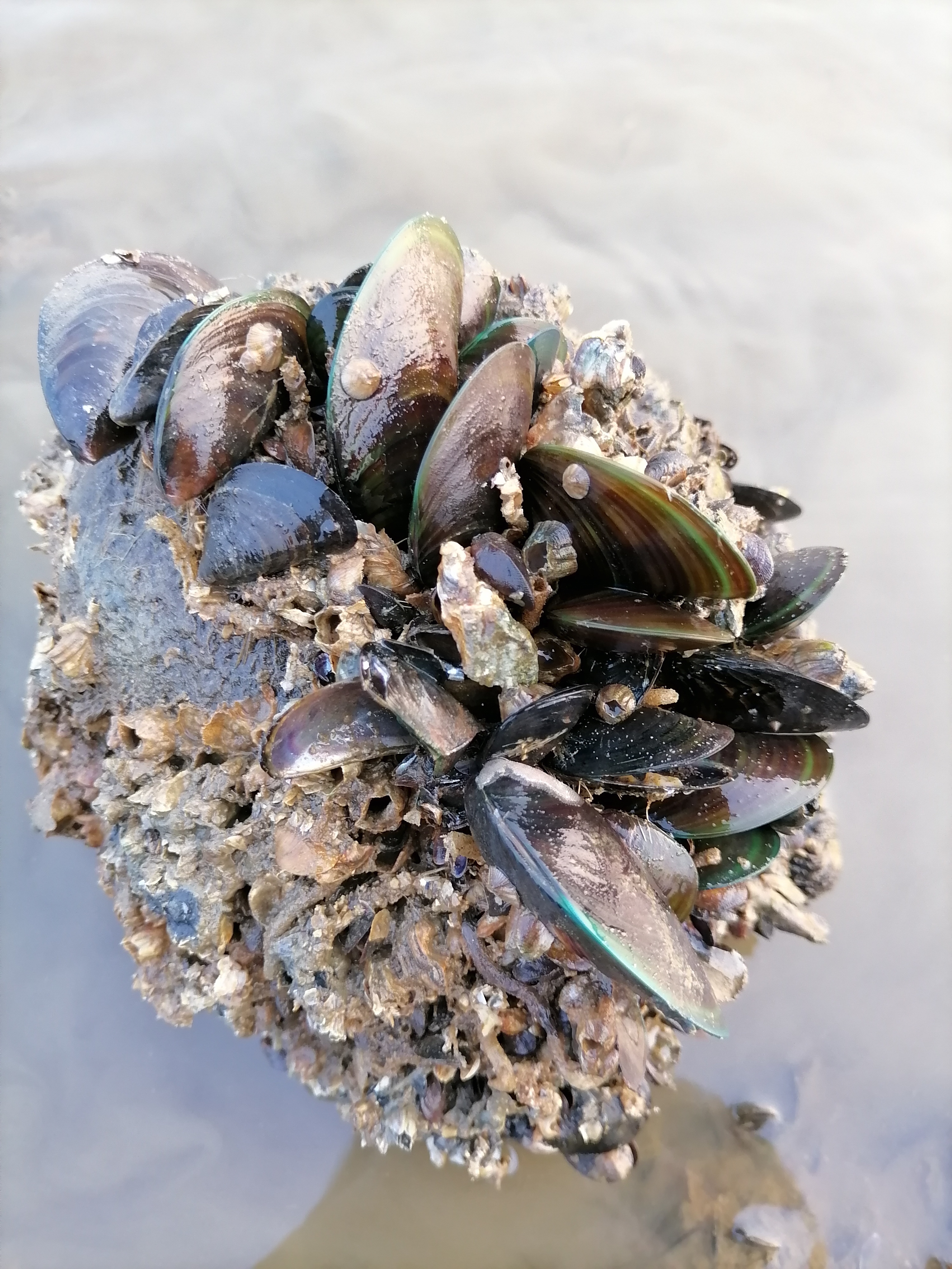 去赶海,发现了满地的青贝,浅浅的摘一波,炒了一盘菜