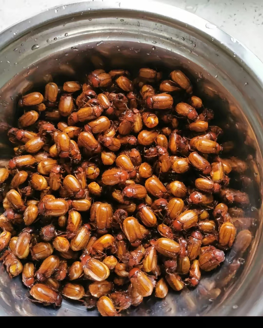 真是长见识了,在某音看到在河南竟然有人吃这种虫子,我也是一个河南人