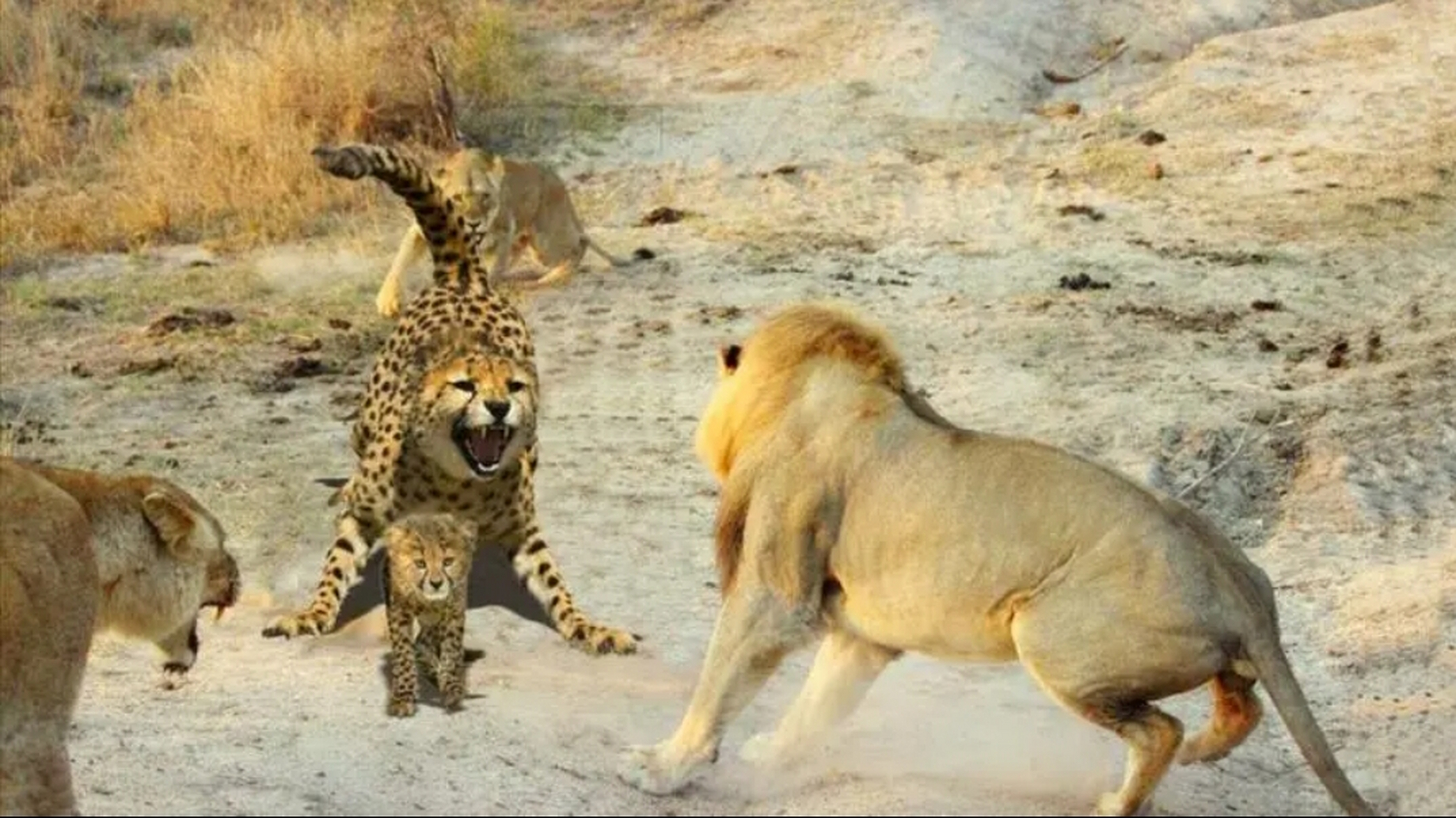 动物世界# 兔子急了还咬人,猎豹急了,也敢挑战下狮子,及时有时候仁档