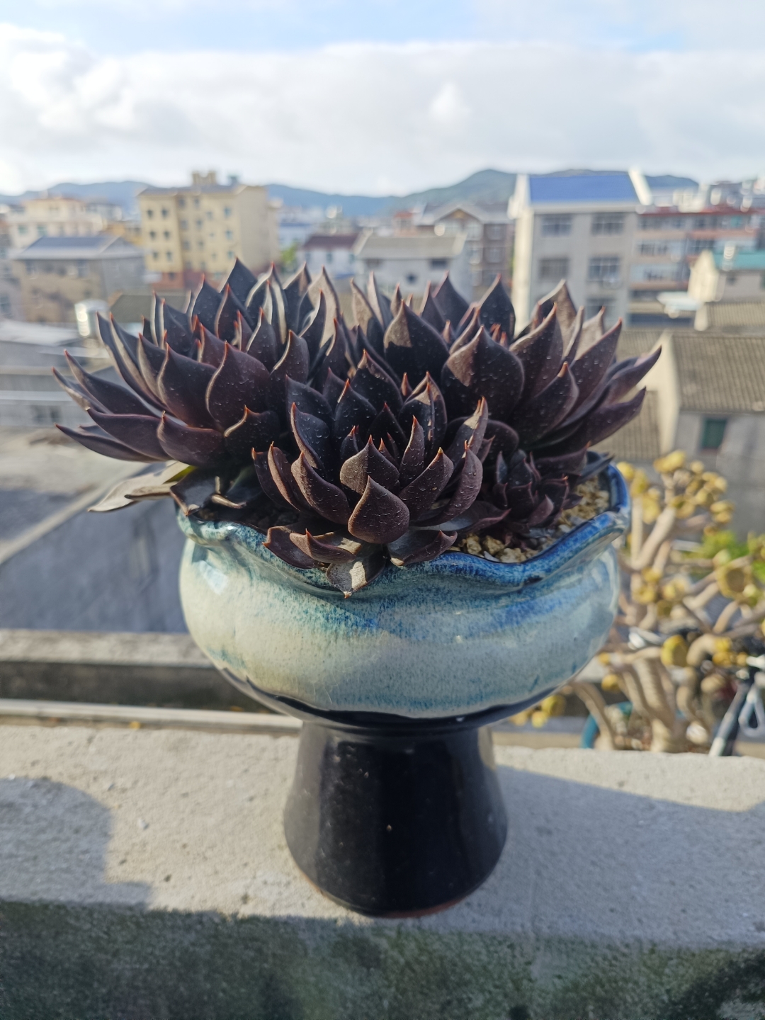 今天和大家分享一个时下较冷门的肉肉