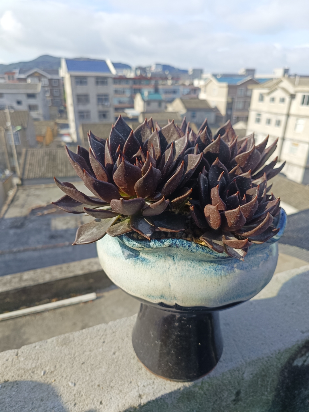 今天和大家分享一个时下较冷门的肉肉--黑王子或许很多新手小伙伴都没