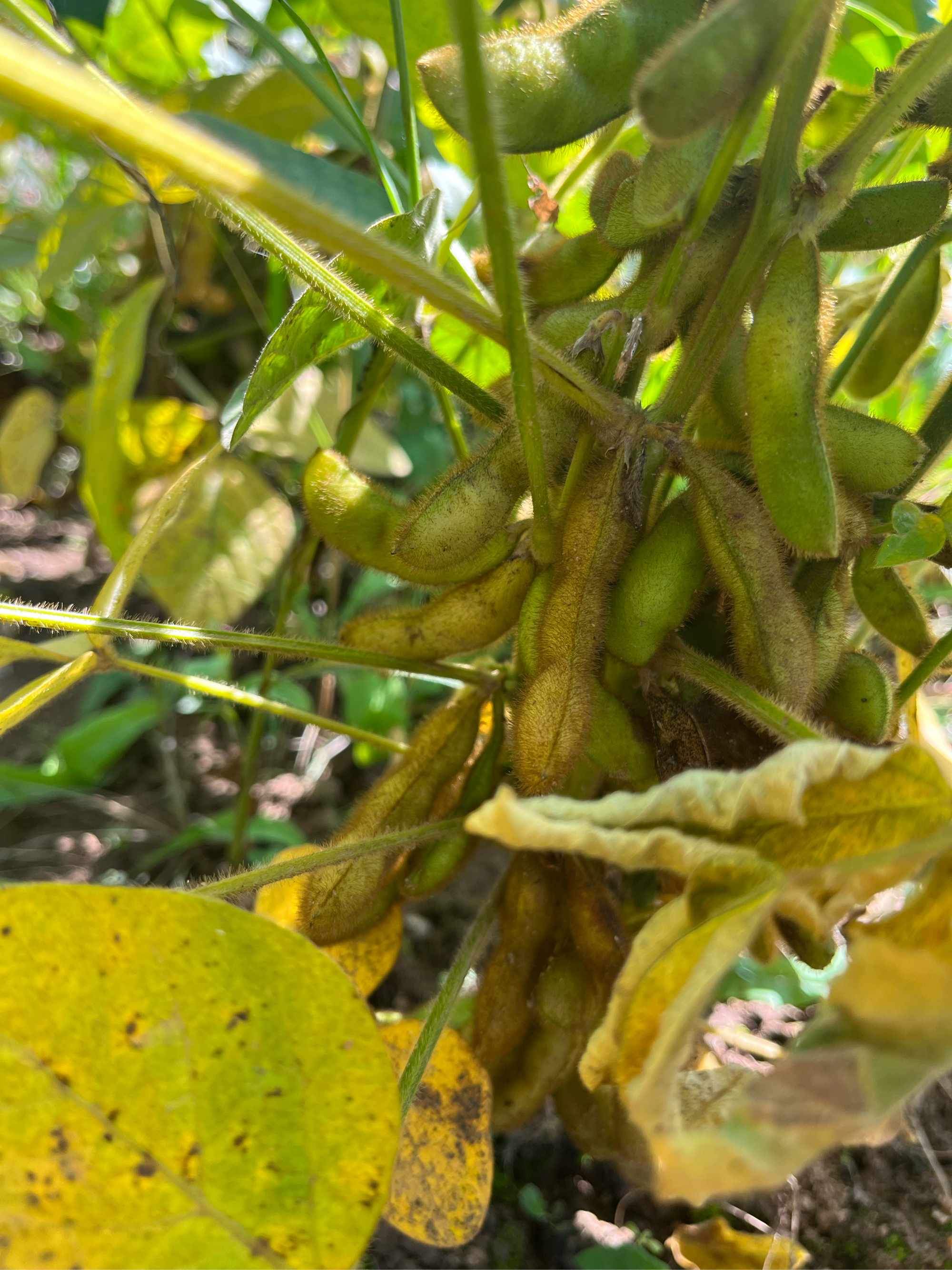 黑豆植株图片