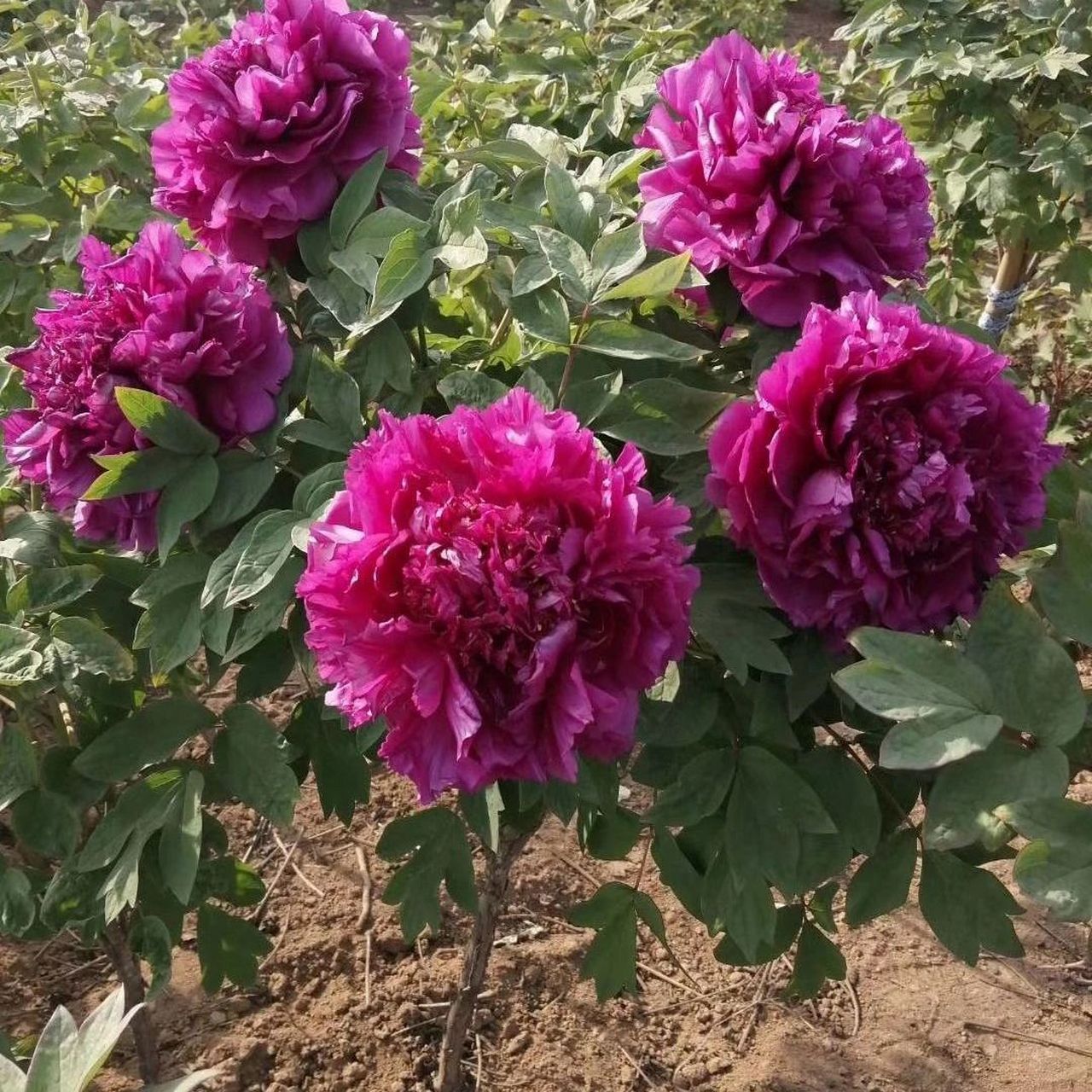 今天向您介绍一款独具特色的花种——洛阳牡丹独杆花王.