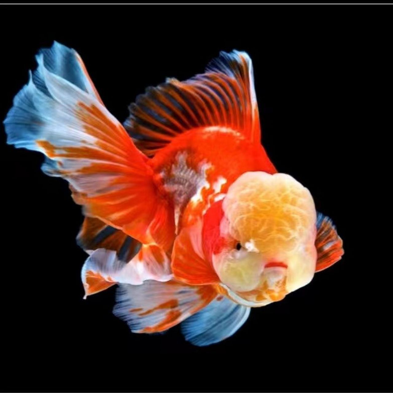 泰狮金鱼是一种来自中国的大型金鱼,其体型健壮,头部大而圆,身体短而