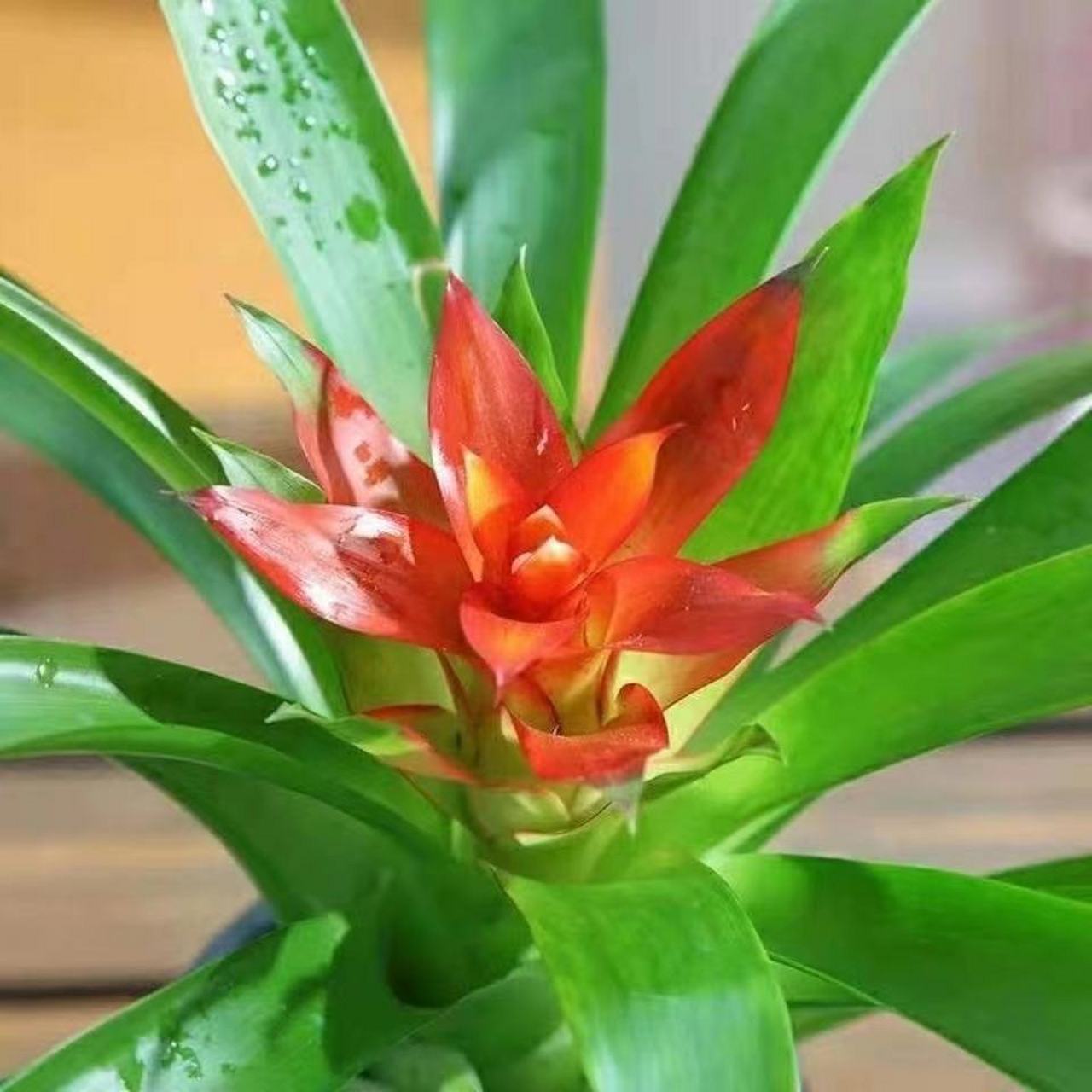 【大花朵】鸿运当头盆栽四季开花小红星室内办公桌面耐寒花卉植物