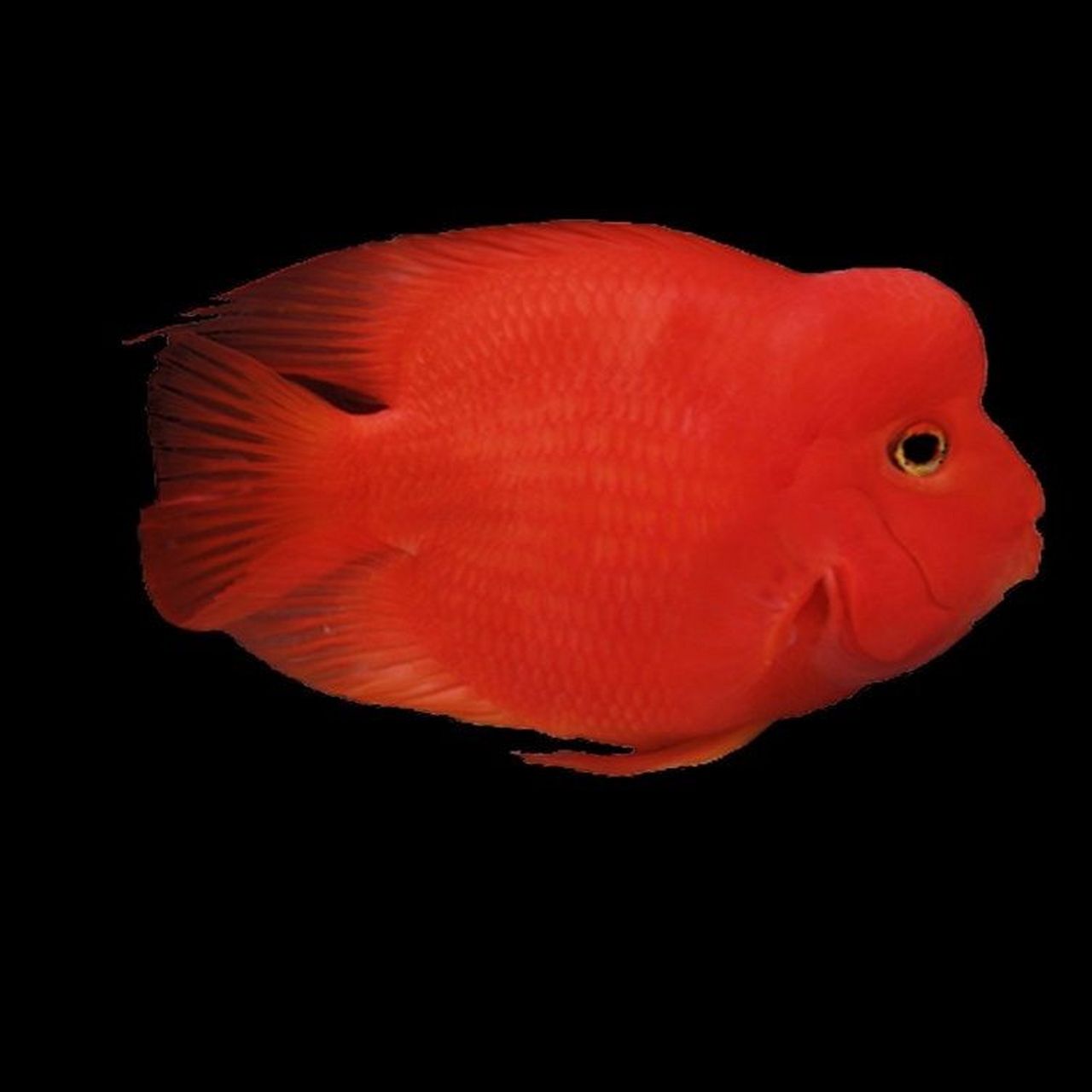 红鹦鹉鱼,又称红元宝鱼,是一种极具吸引力的热带观赏鱼.