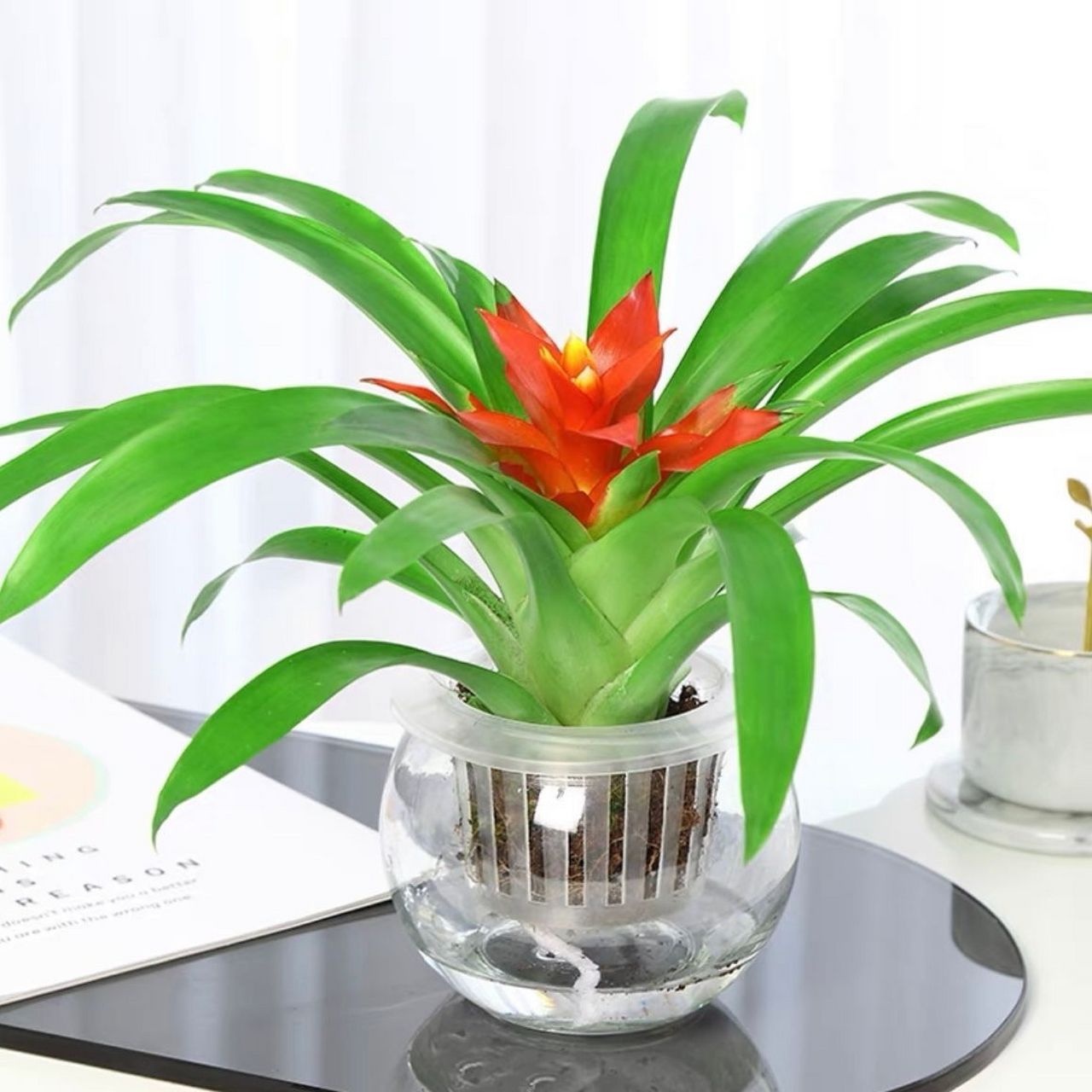 【大花朵】鸿运当头盆栽,以其四季开花,小红星室内办公桌面耐寒的特质