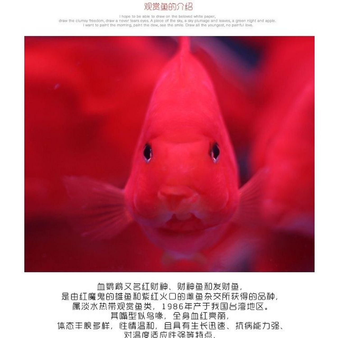 红鹦鹉鱼,又称红元宝鱼,是一种极具吸引力的热带观赏鱼.