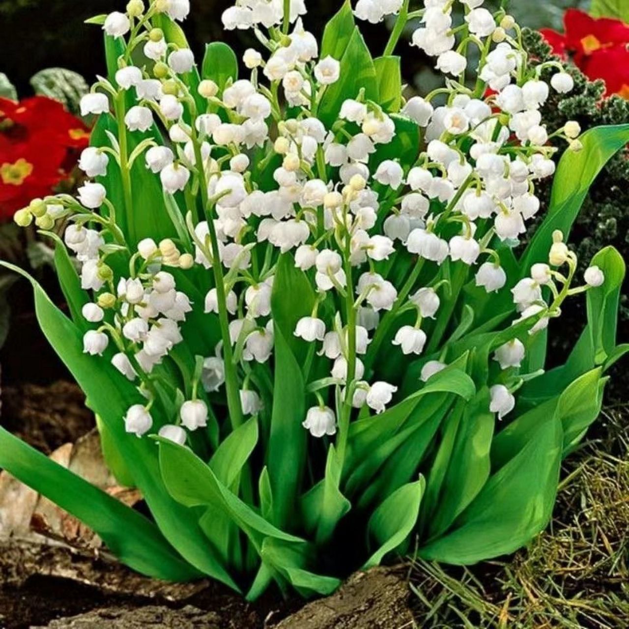 在阳台或室内种植香水铃兰带芽浓香型花卉绿植,是一