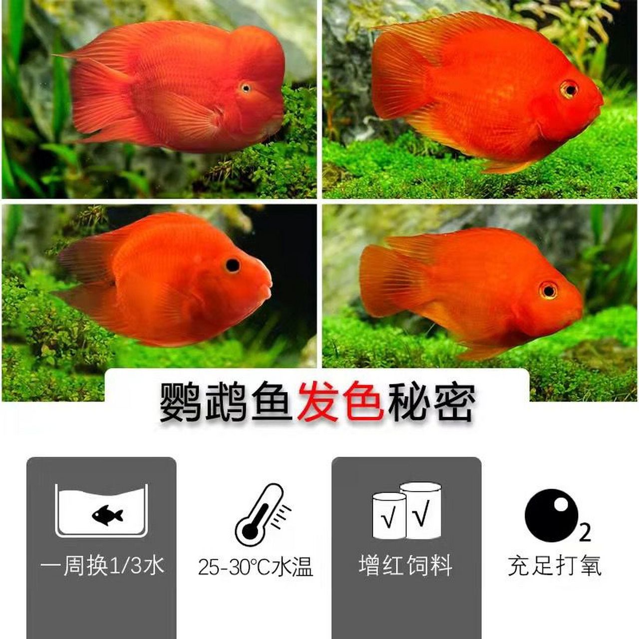 红鹦鹉鱼,又称红元宝鱼,是一种极具吸引力的热带观赏鱼.
