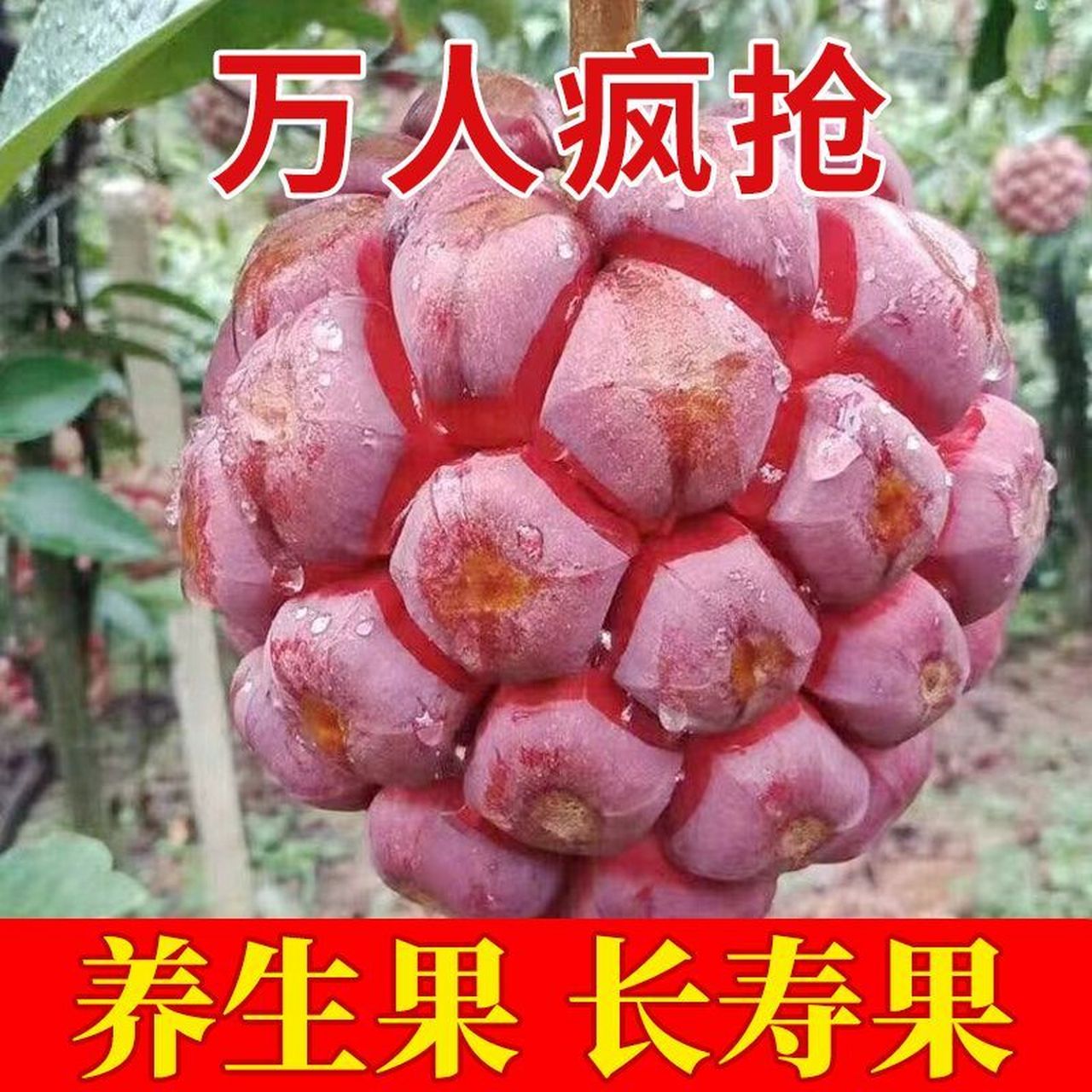 黑老虎果图片