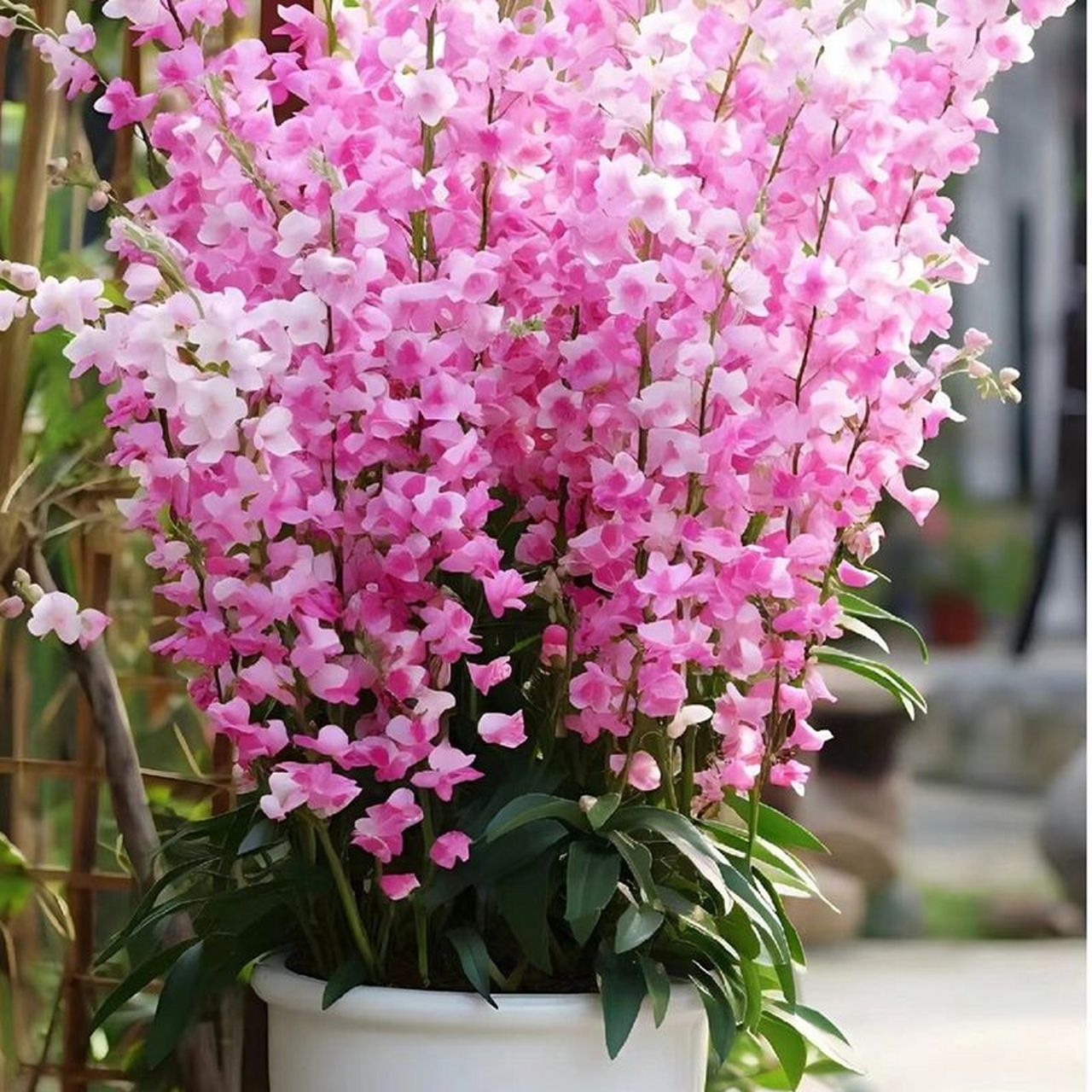 浓香重瓣风铃花是一种比较容易养护的花卉,适合在阳台