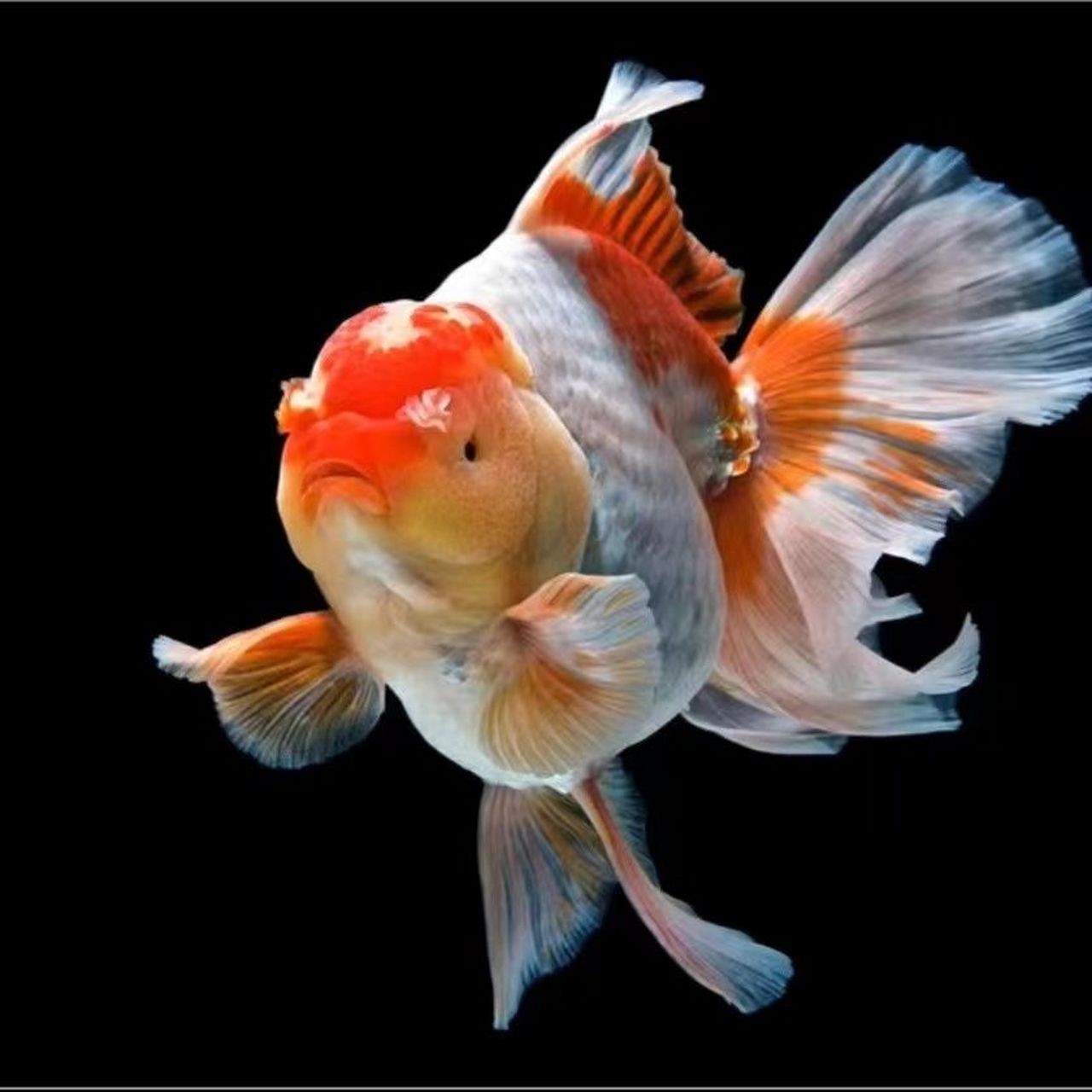 泰狮金鱼是一种来自中国的大型金鱼,其体型健壮,头部大而圆,身体短而