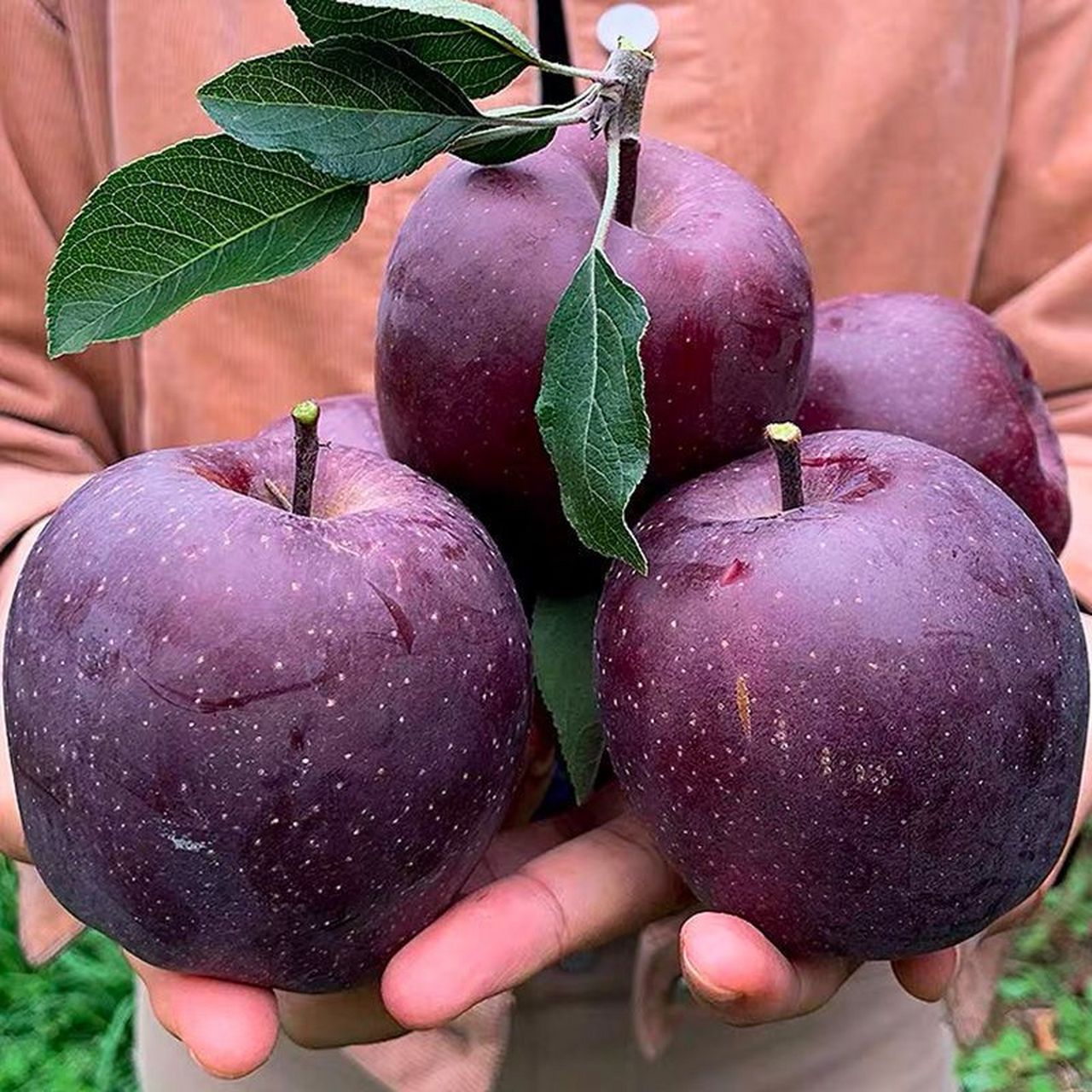 你是否曾经尝过一种名为正宗黑苹果的水果?