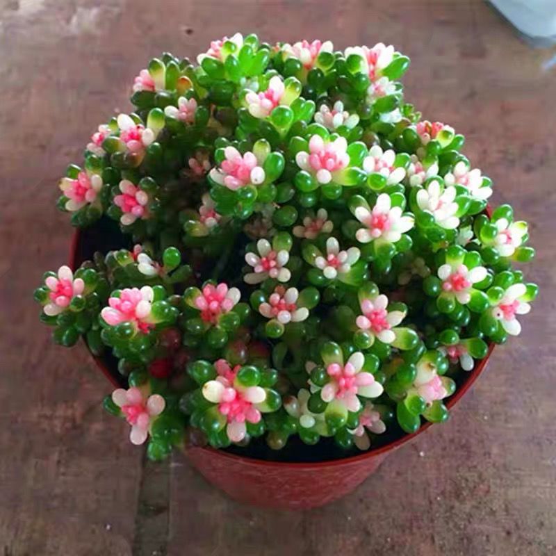 亲爱的朋友们,让我们一起来欣赏.@晓雯学百家的动态