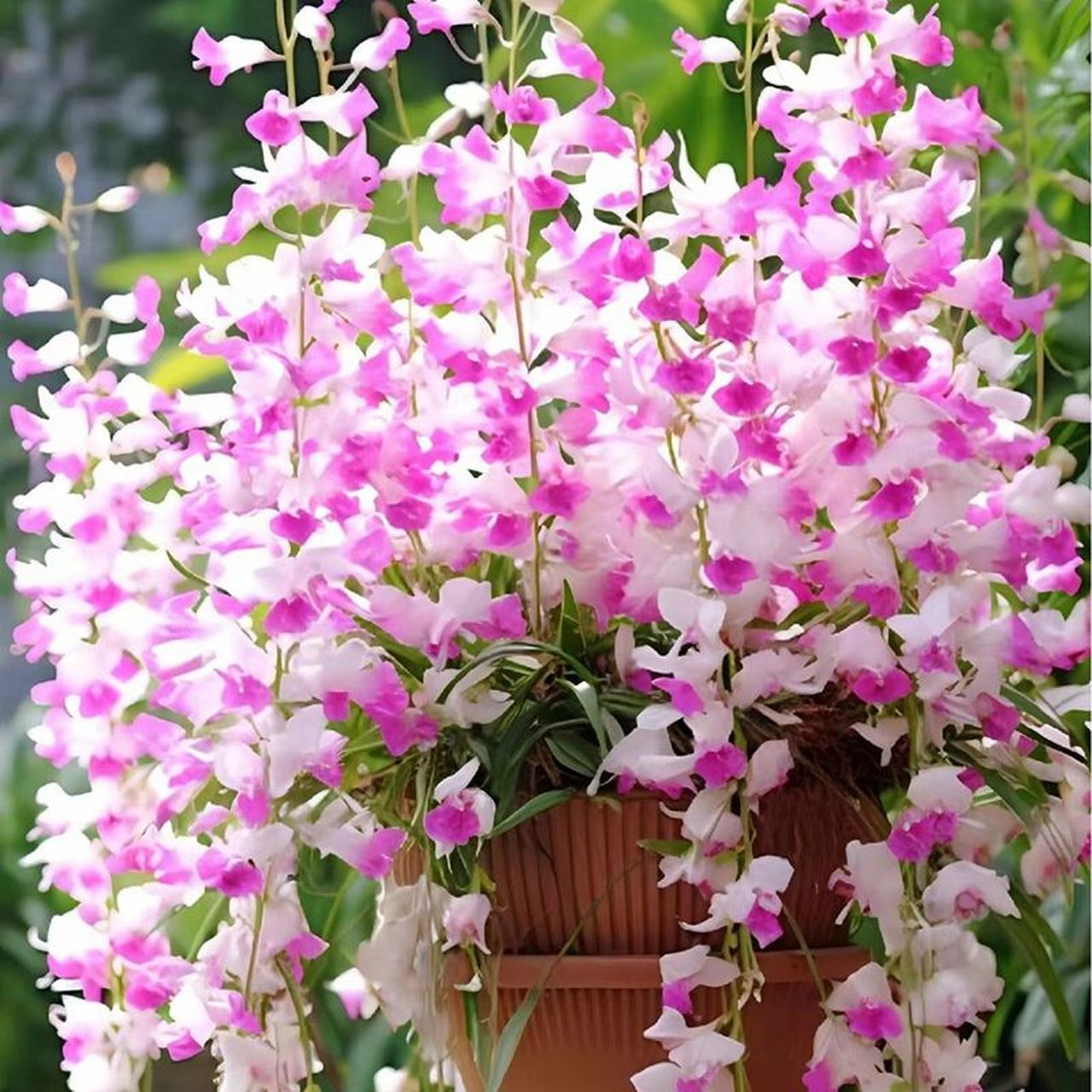 浓香重瓣风铃花是一种比较容易养护的花卉,适合在阳台,办公室等室内