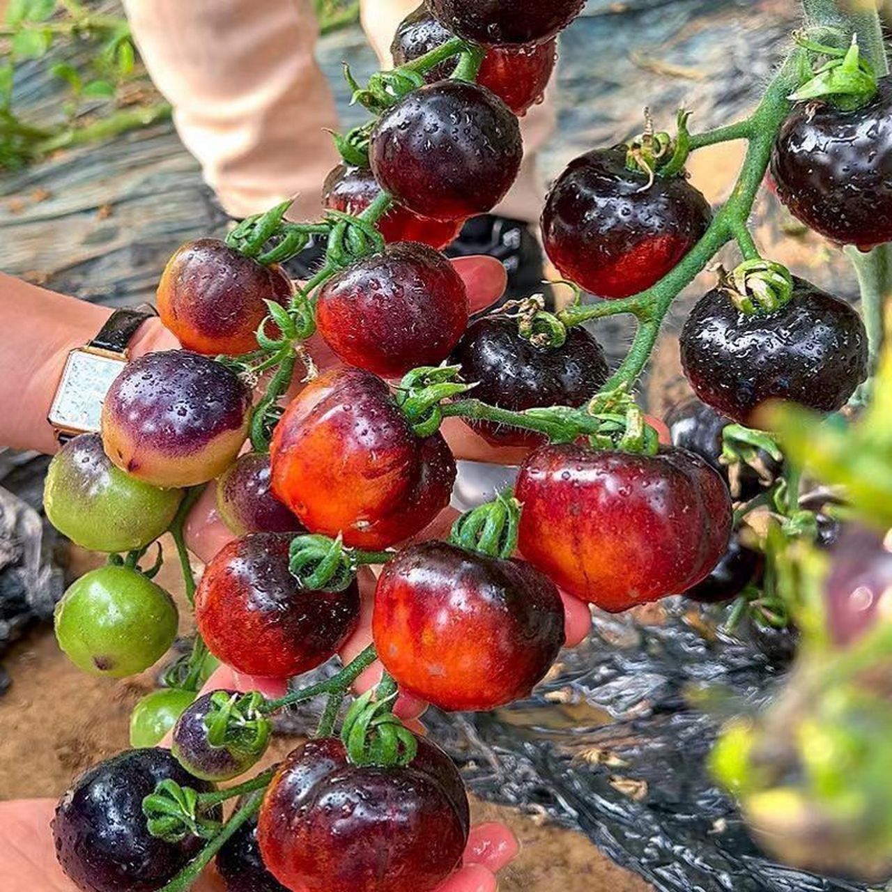 黑珍珠樱桃小番茄,一种美味的农家自种小番茄,它的黑色外皮在阳光下