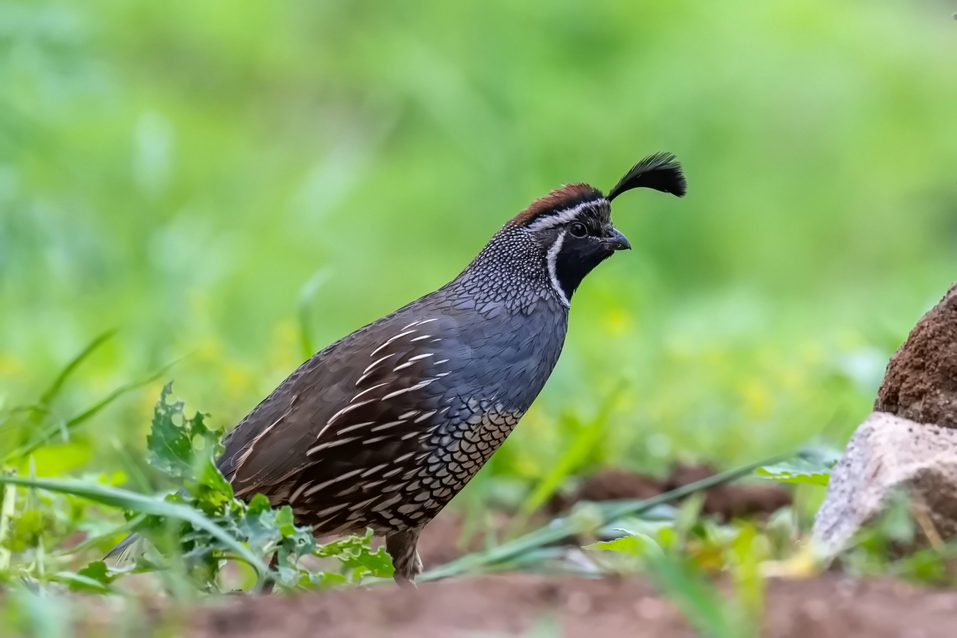 珠颈斑鹑,又名加州鹌鹑,为加利福尼亚州州鸟.