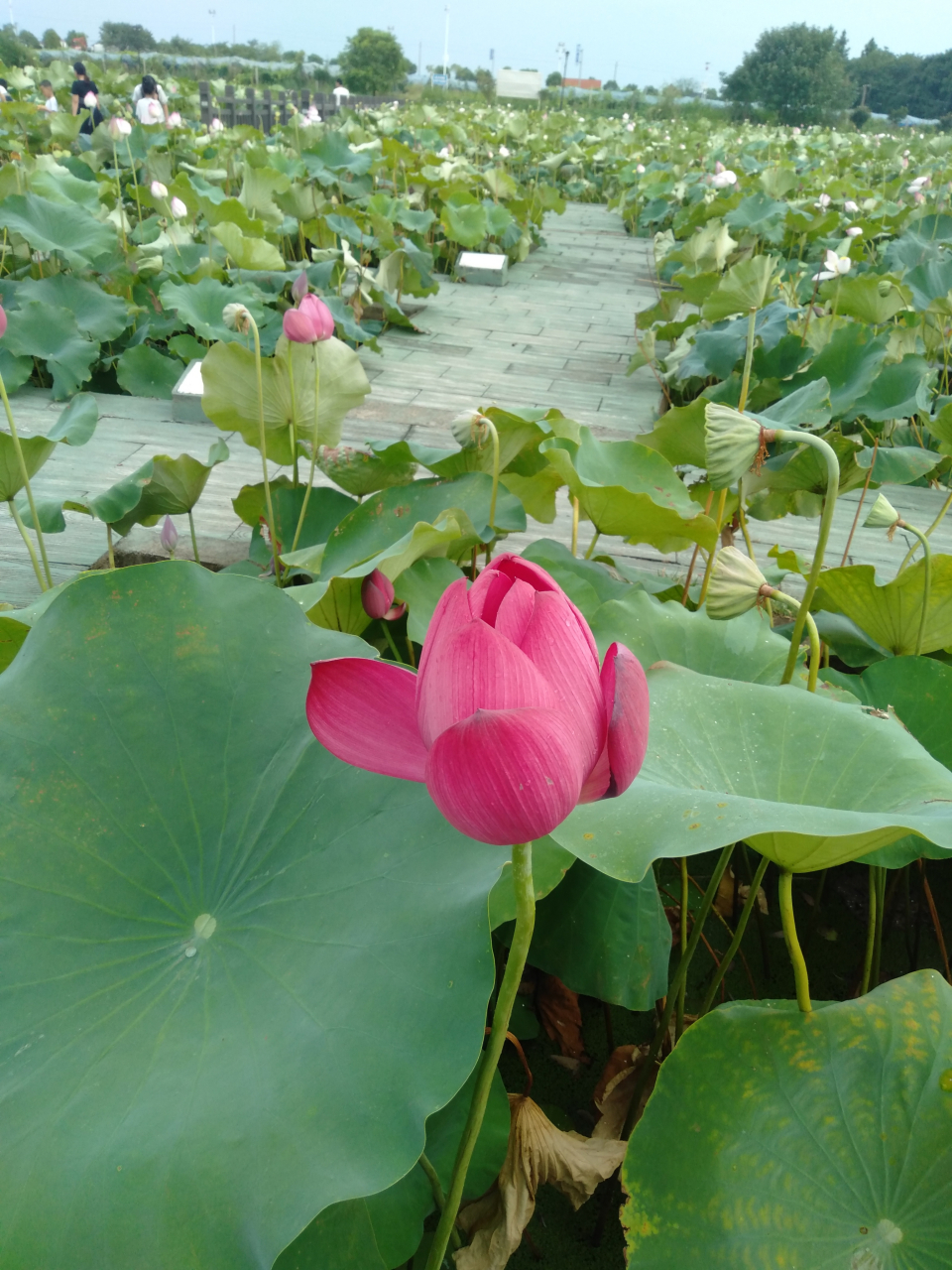 江西新余罗坊镇湖头村荷花塘的景色#我的旅行日记