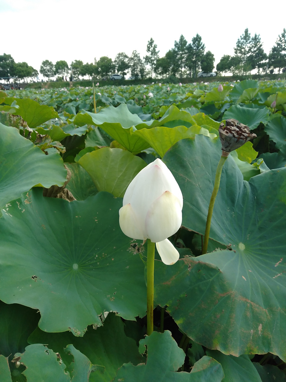 江西新余罗坊镇湖头村荷花塘的景色#我的旅行日记