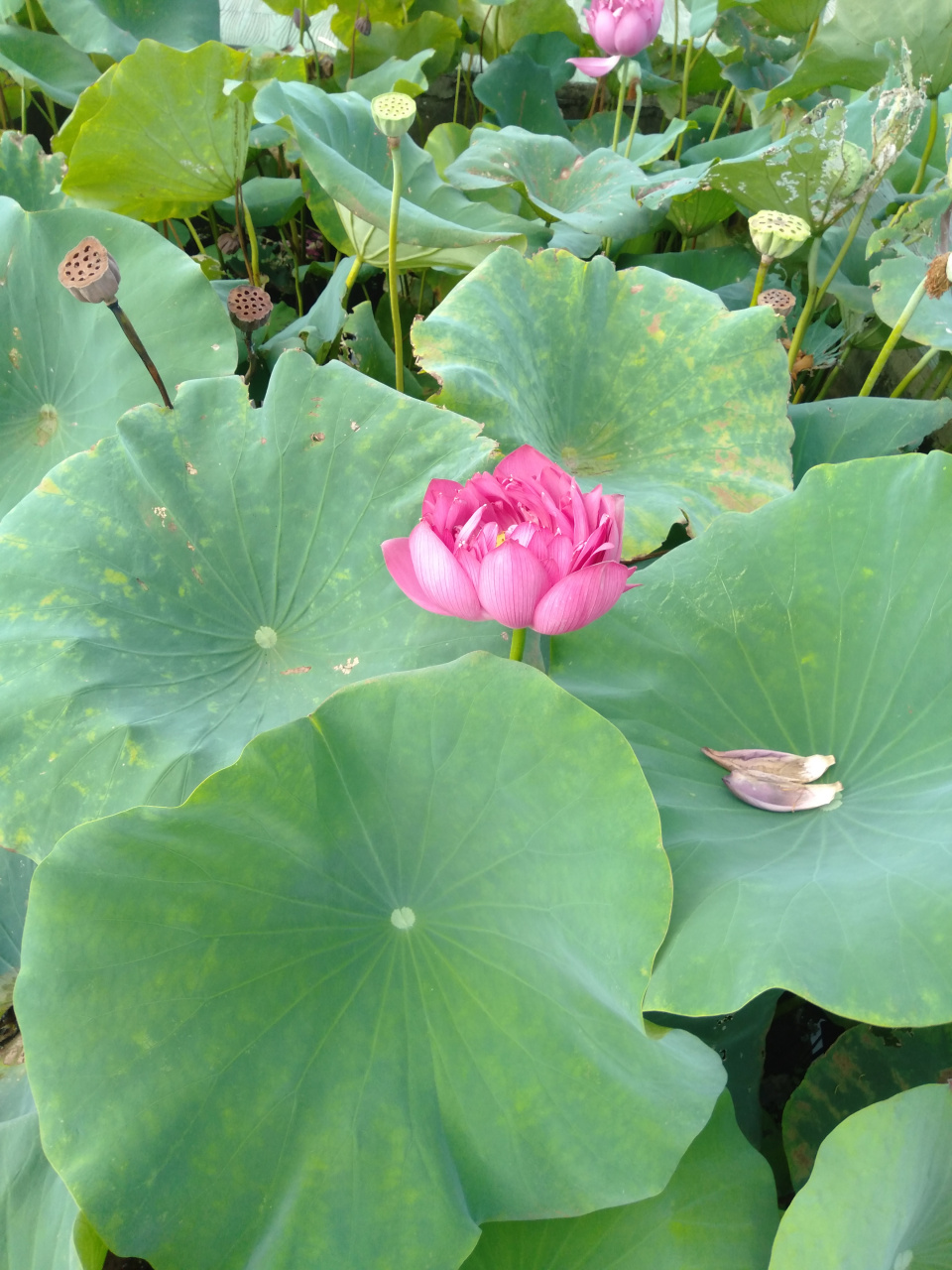 江西新余罗坊镇湖头村荷花塘的景色#我的旅行日记