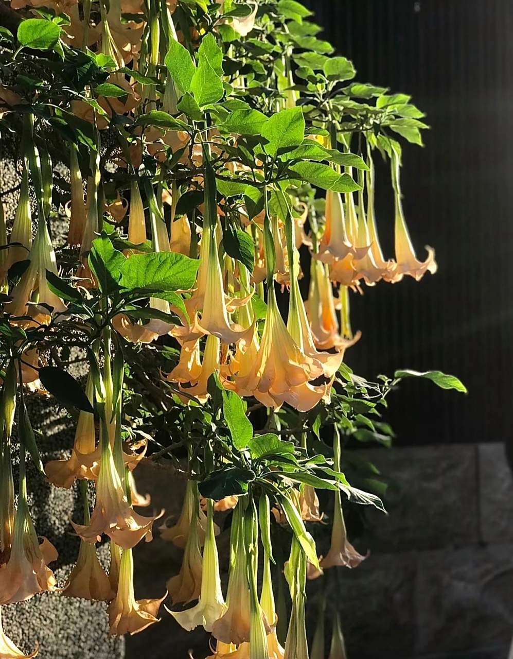 我要上热门# 佛教圣花曼陀罗