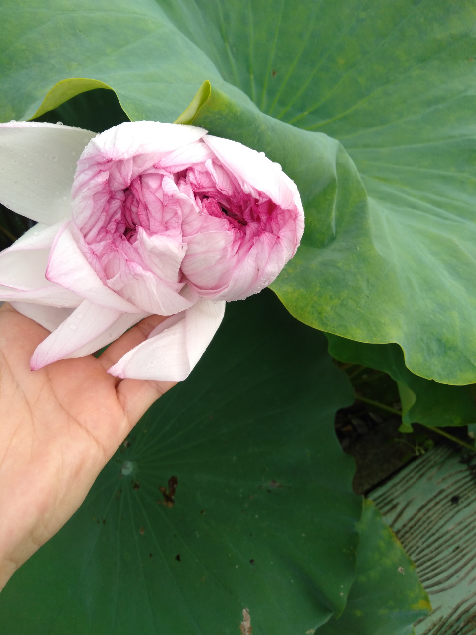 江西新余罗坊镇湖头村荷花塘的景色#我的旅行日记