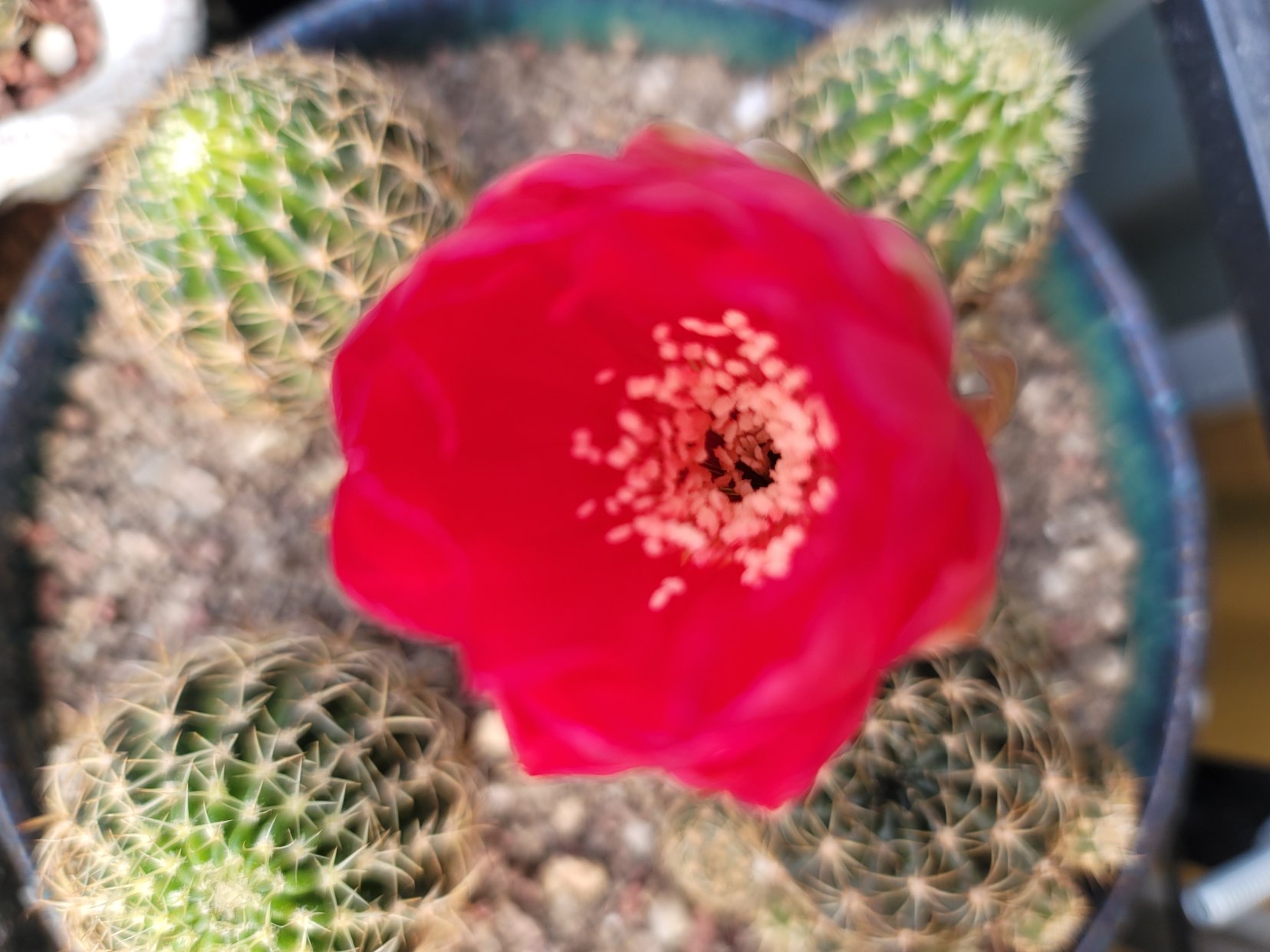 图1~3是丽花还是彩草?图4~6白檀缀化.