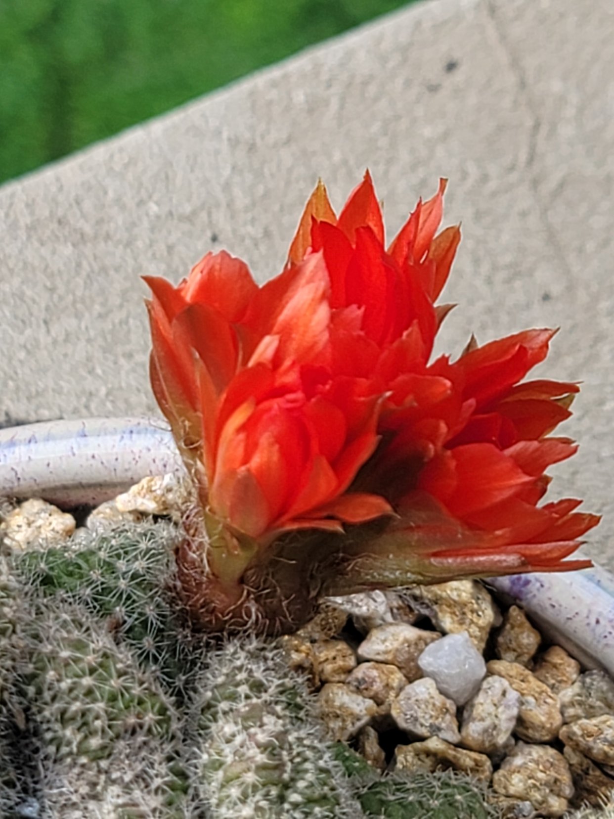 图1~3是丽花还是彩草?图4~6白檀缀化.