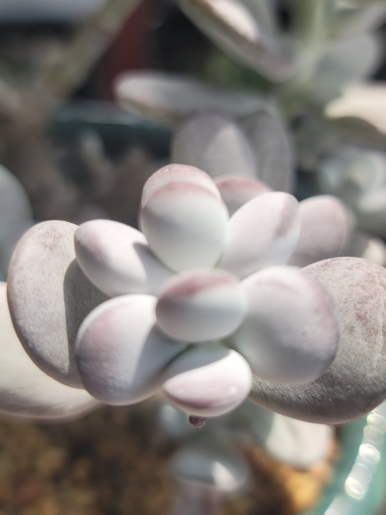 乒乓福娘,这是每个头都分心了?