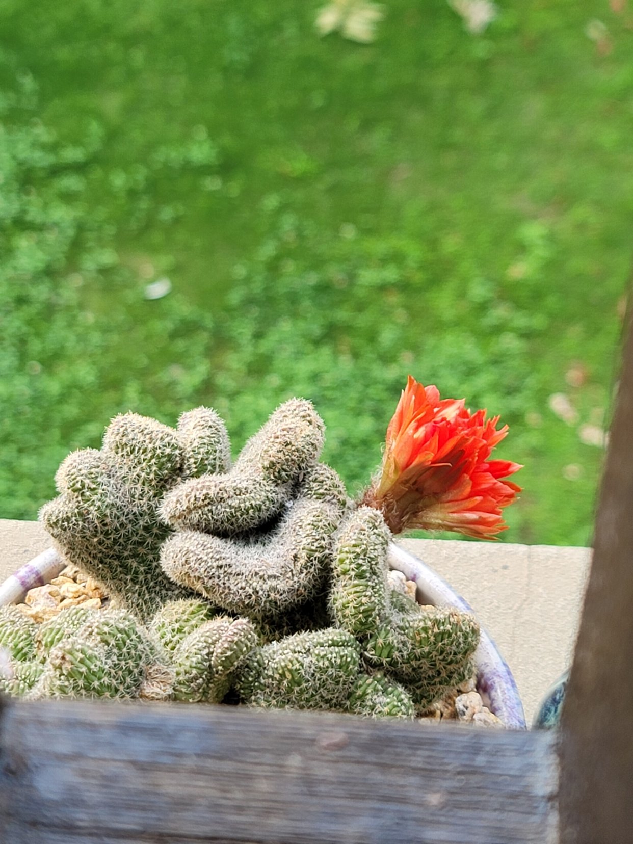 图1~3是丽花还是彩草?图4~6白檀缀化.