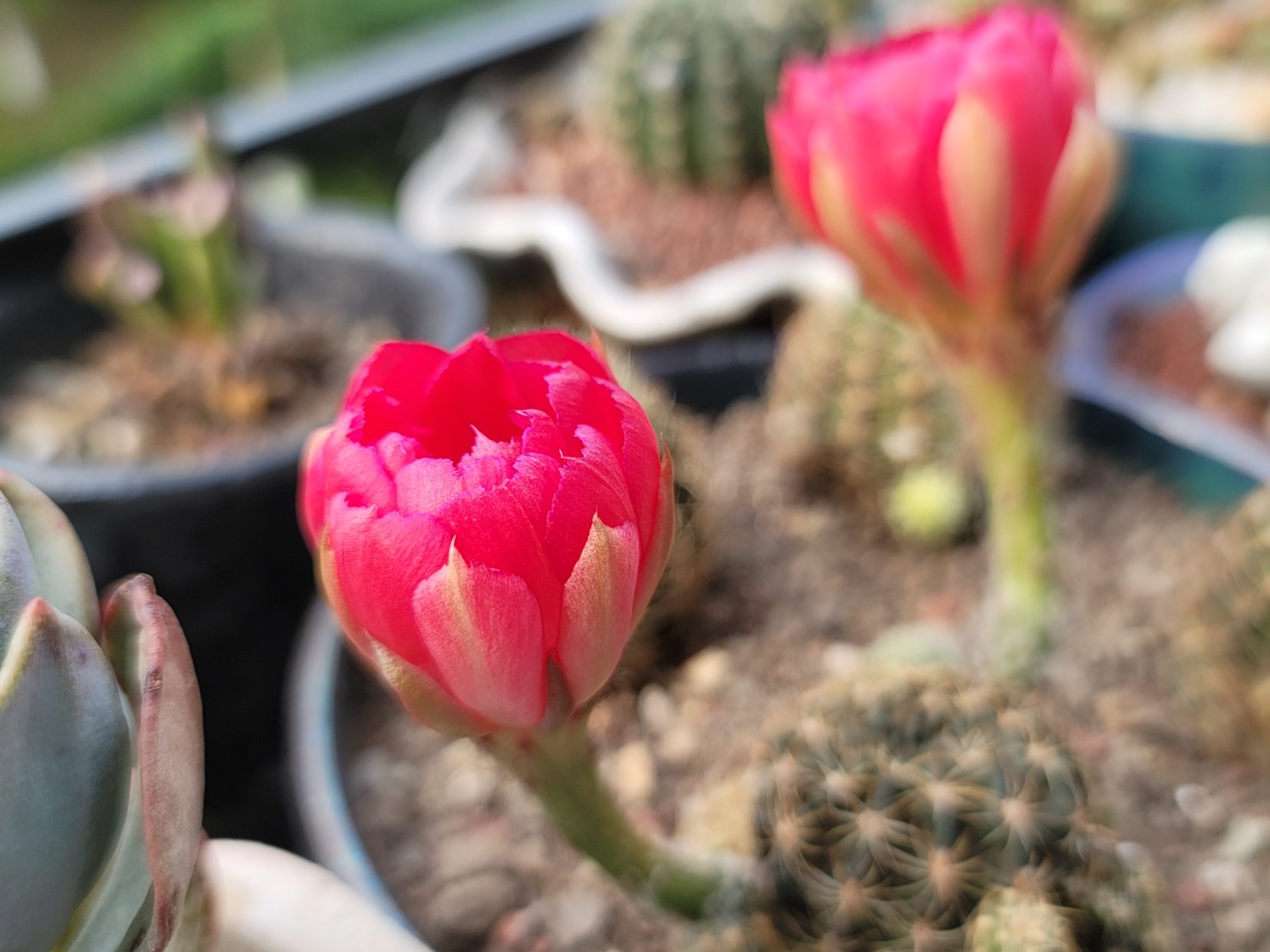 图1~3是丽花还是彩草?图4~6白檀缀化.