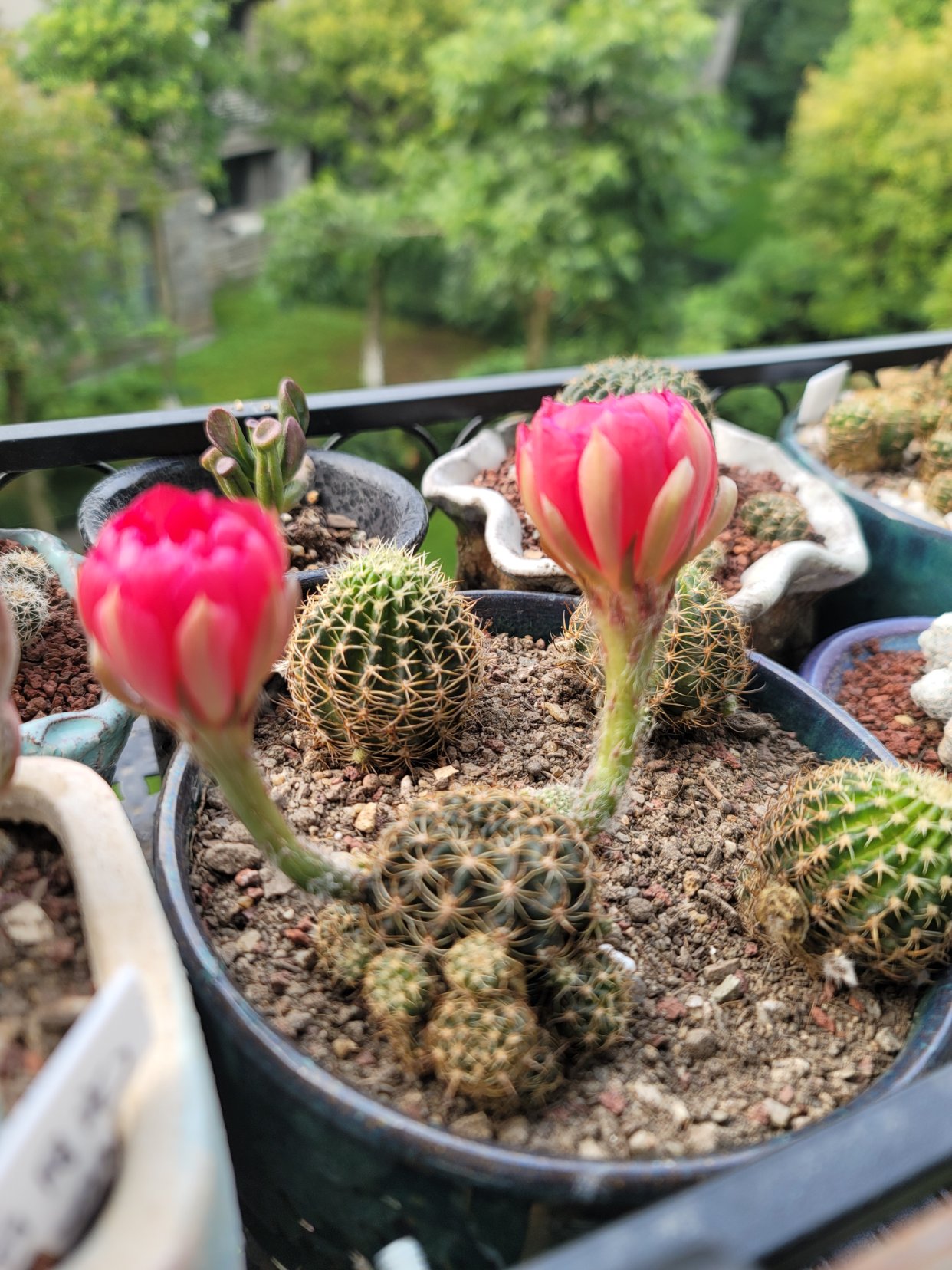 图1~3是丽花还是彩草?图4~6白檀缀化.