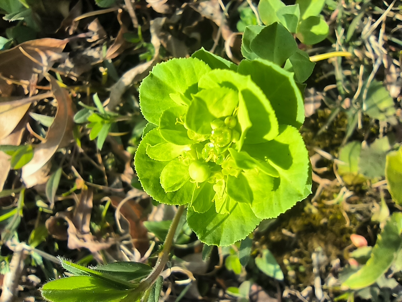 路边遇见猫儿眼草, 浅绿色的,长在草丛中, 它的学名叫做泽漆, 也有