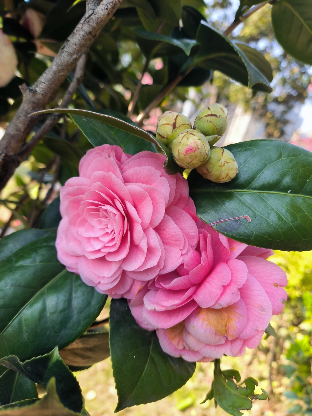 这几天,我算是邂逅了五六种茶花了,感觉一次比一次开心,花开富贵