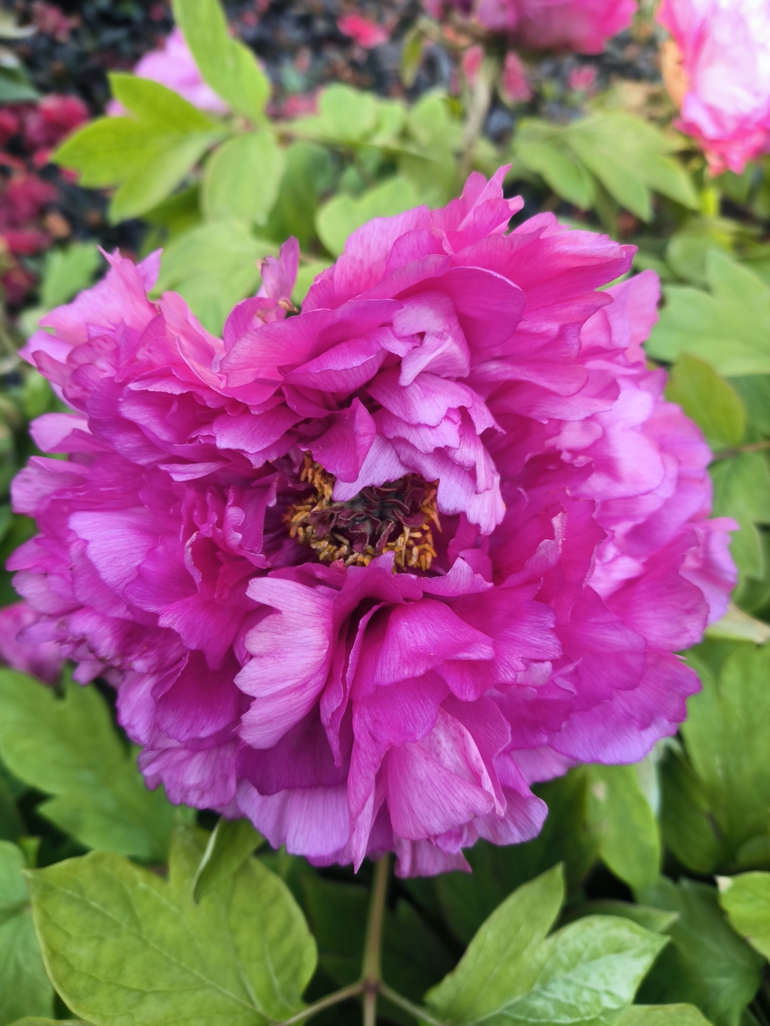 紫红色的牡丹在花盆里雍容绽放,花瓣或舒展或微卷,有一种说不出的美