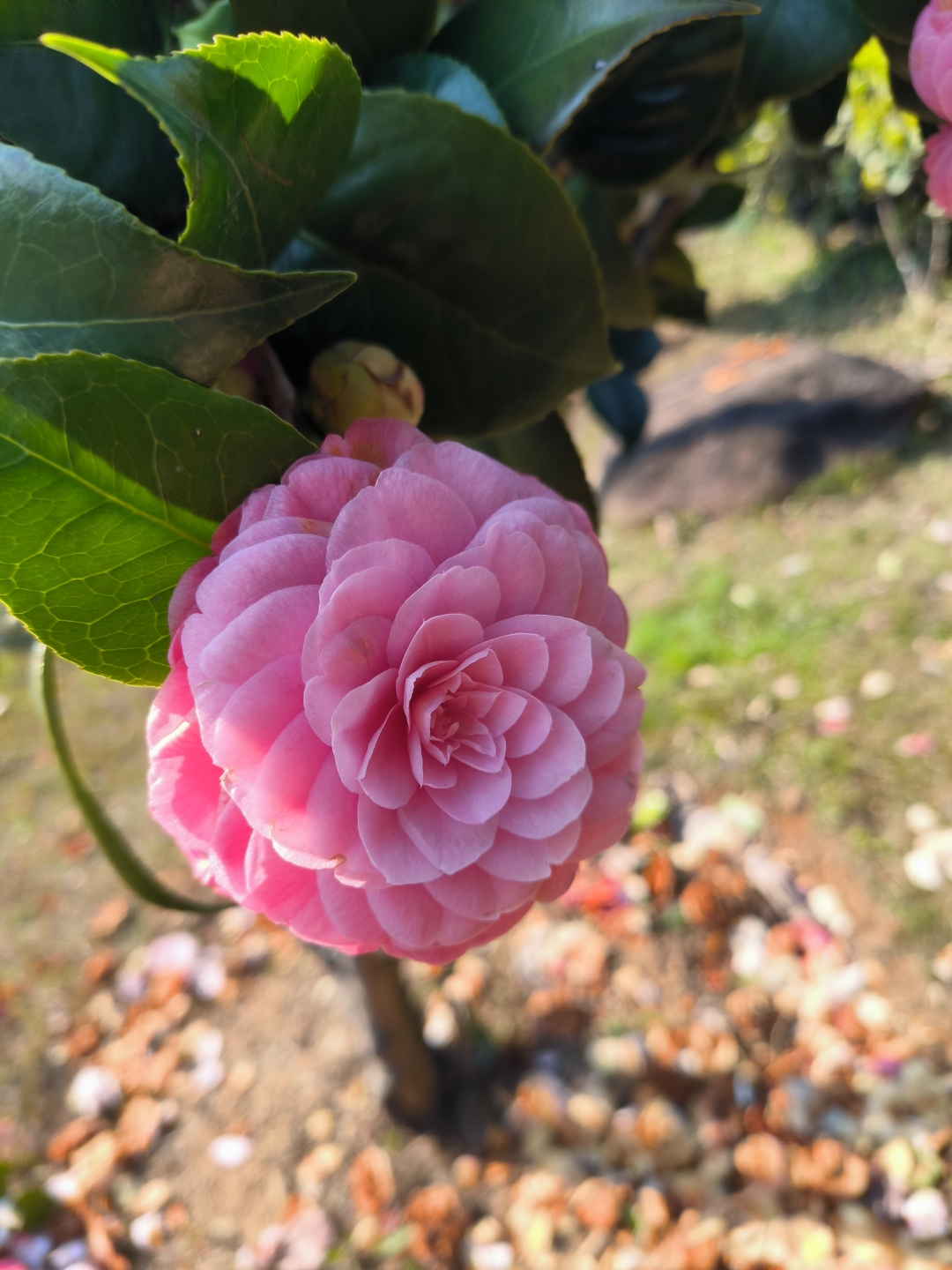 这几天,我算是邂逅了五六种茶花了,感觉一次比一次开心,花开富贵