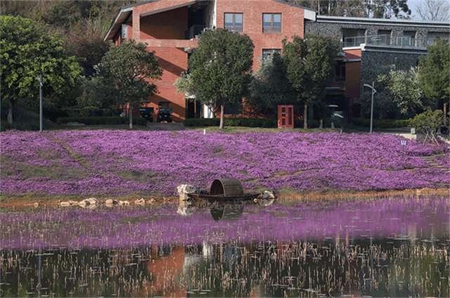 安阳洪河樱花小镇概述