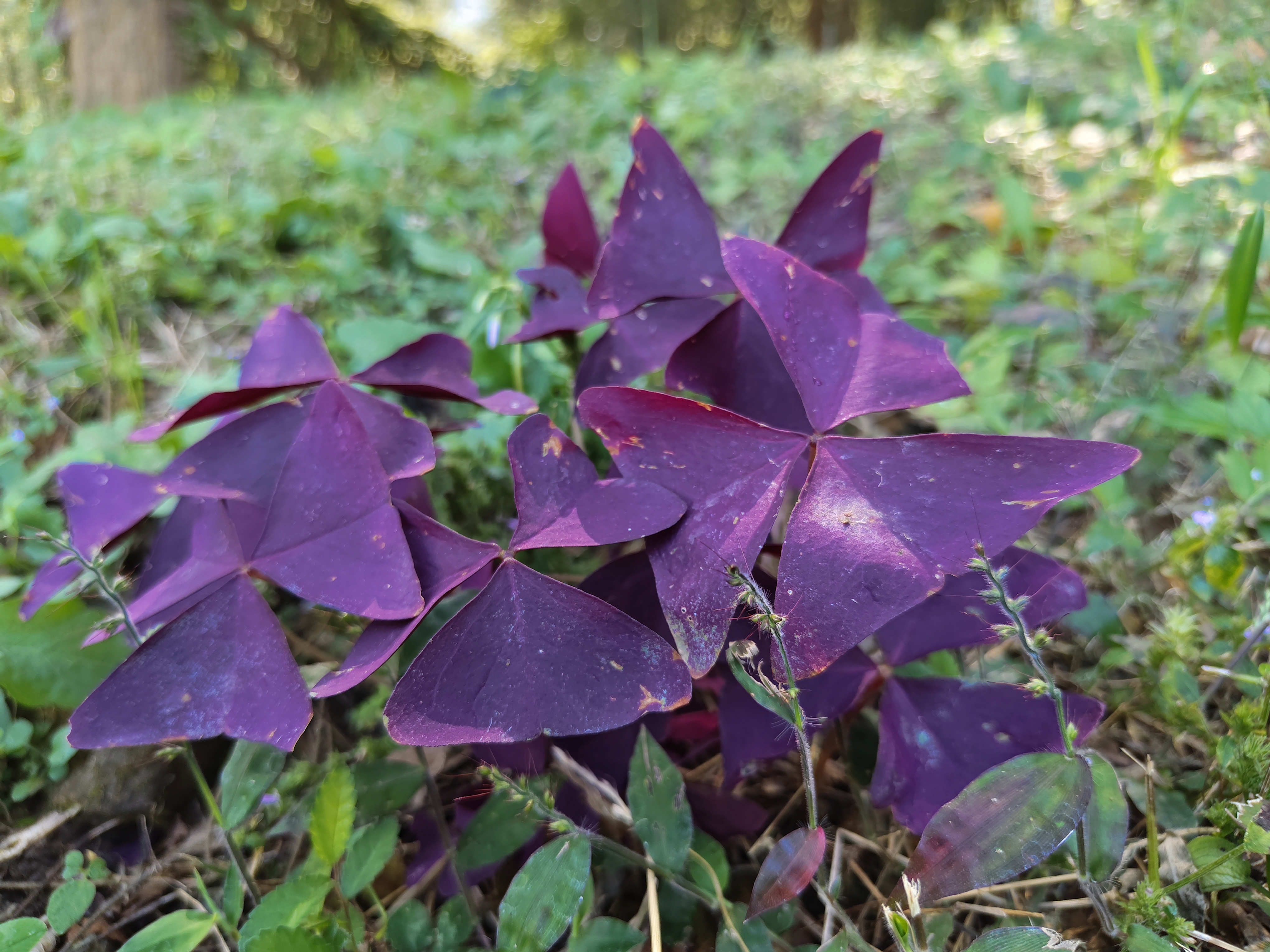 在绿色的草地中,一片紫色的三叶草绽放着它的美丽.