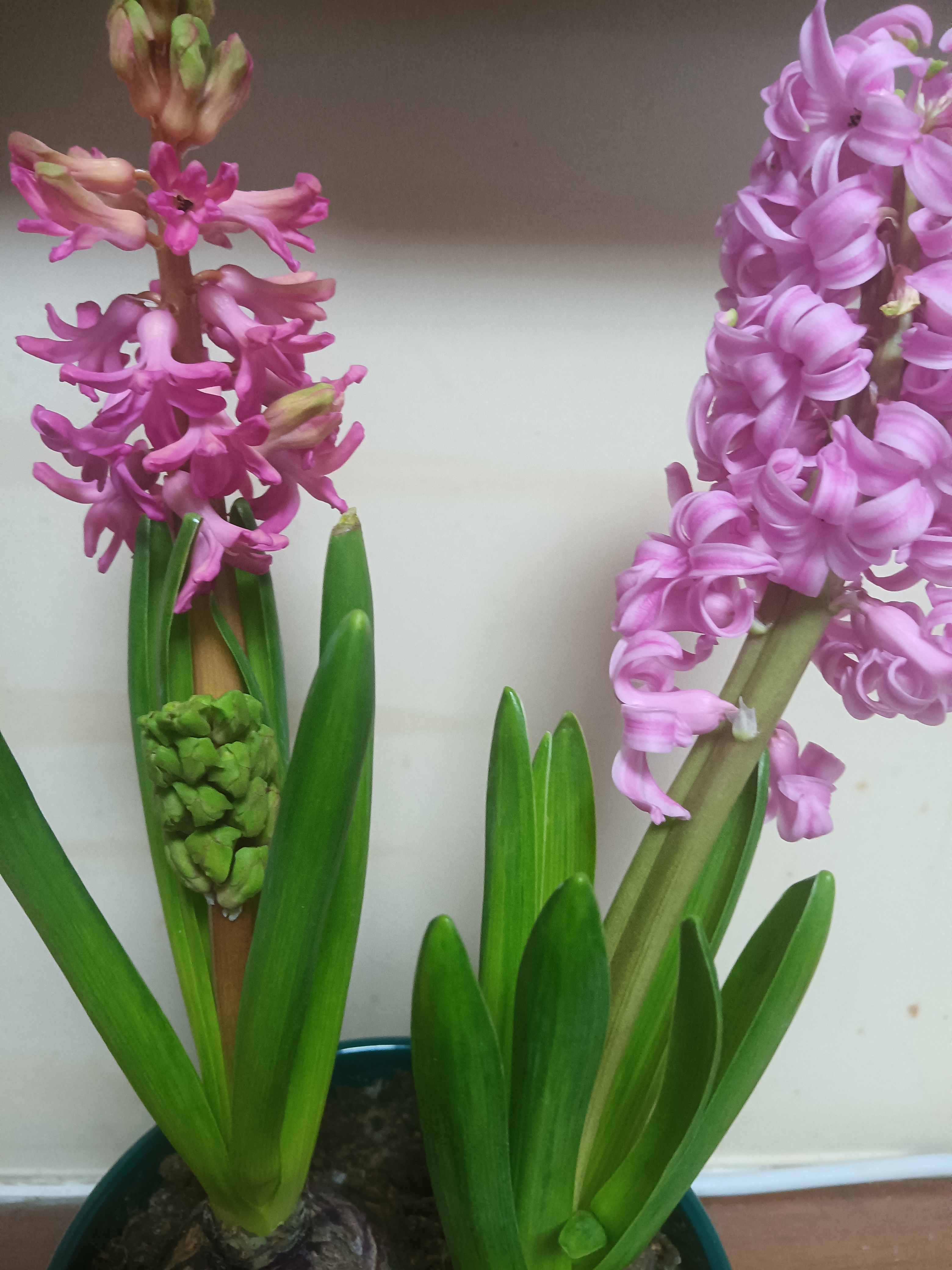 两棵风信子,一棵冒出两个花剑.